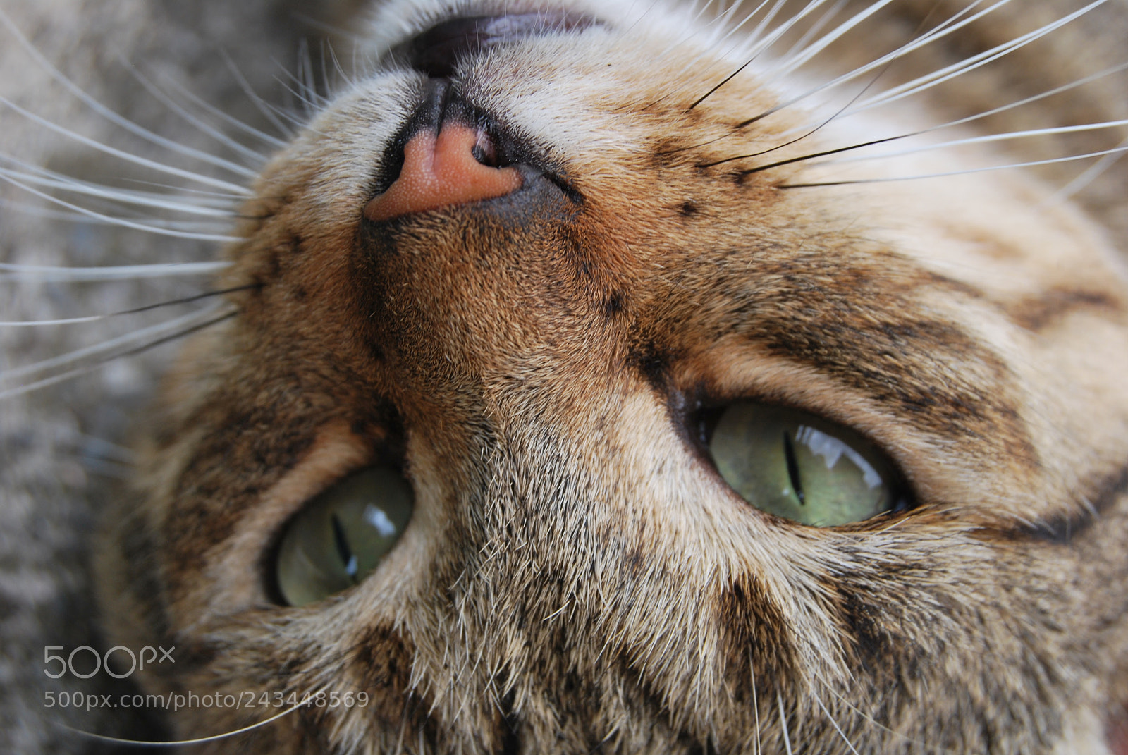 Nikon D60 sample photo. Zen photography
