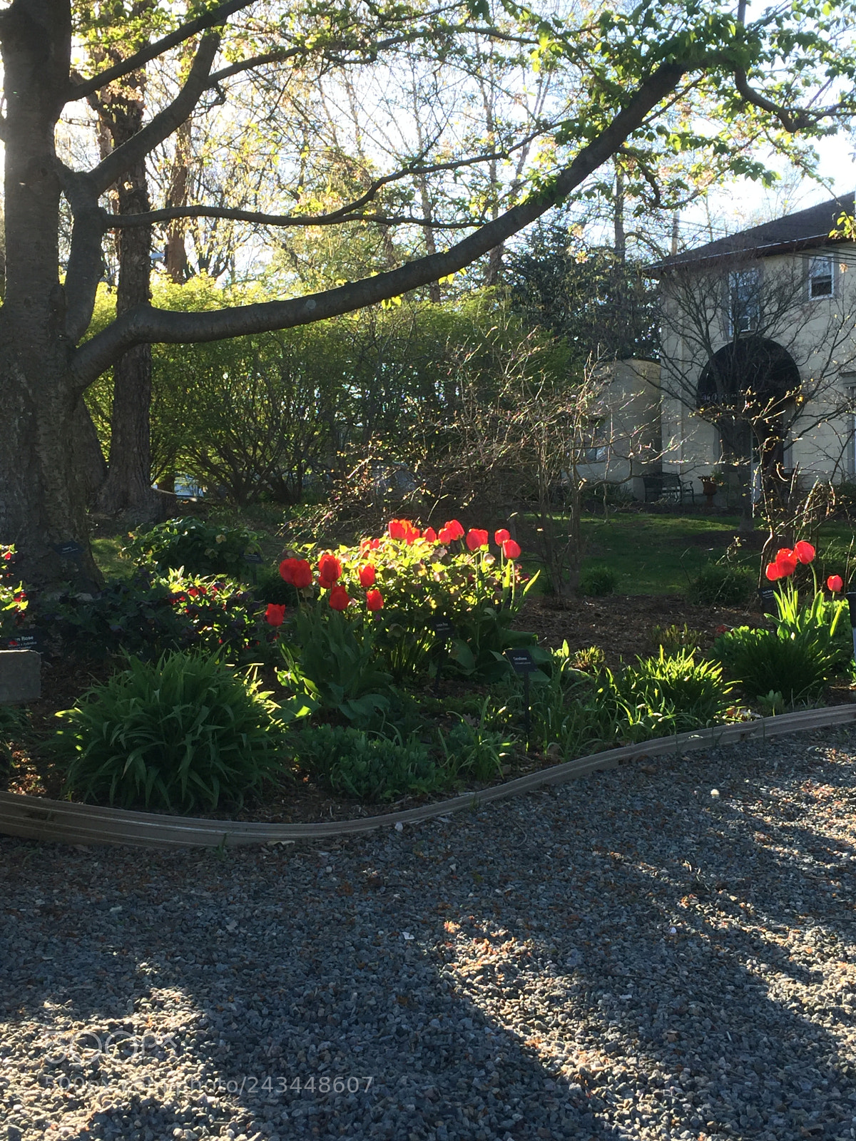 Apple iPhone 6 sample photo. Tulips in a garden photography