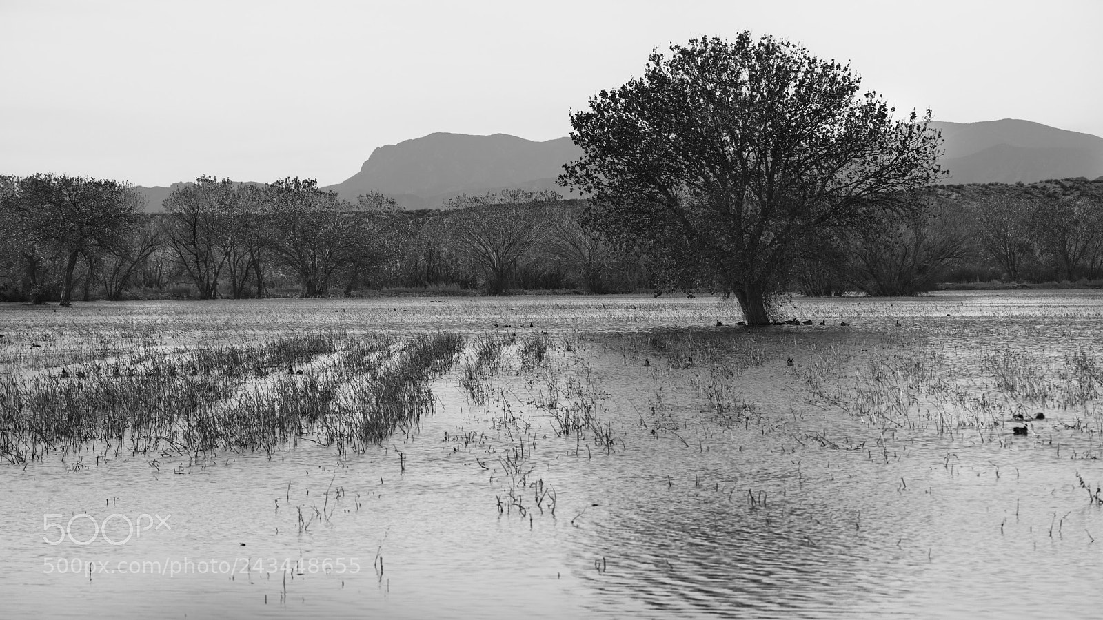 Nikon D850 sample photo. Dawn on a flooded photography