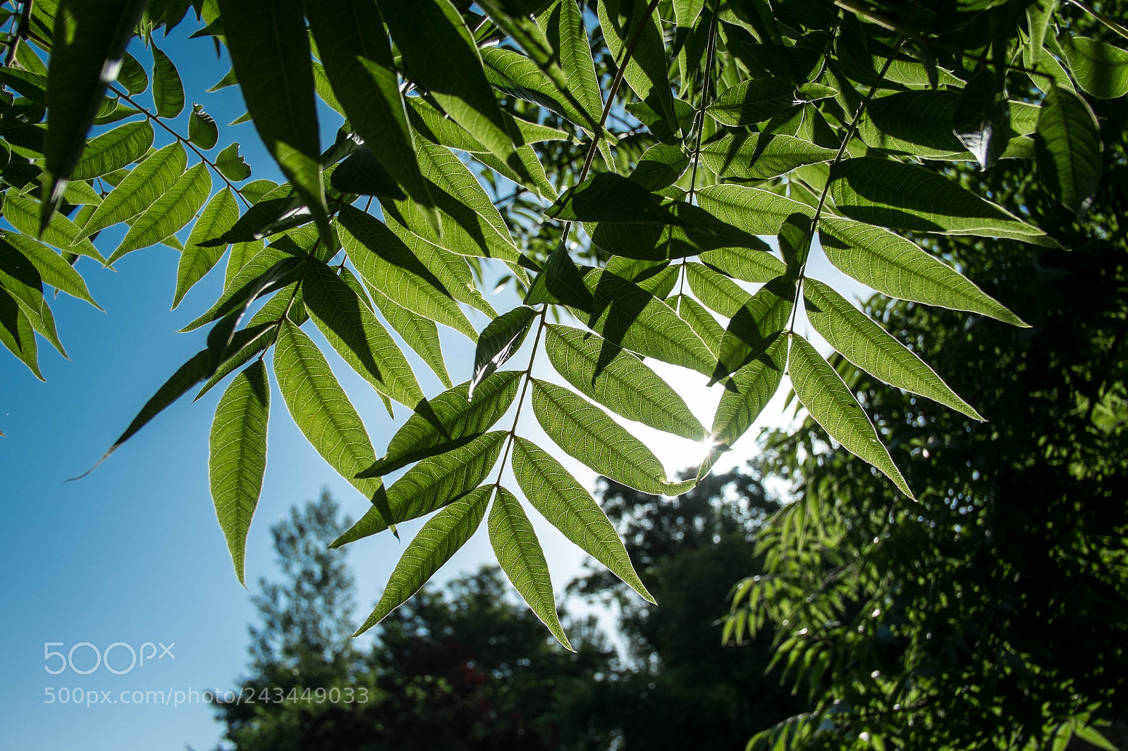 Fujifilm X-Pro1 sample photo. 22231431599.jpg photography