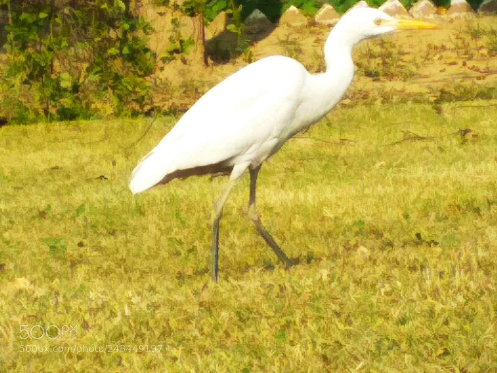 Xiaomi Redmi 4 Pro sample photo. Untitled photography