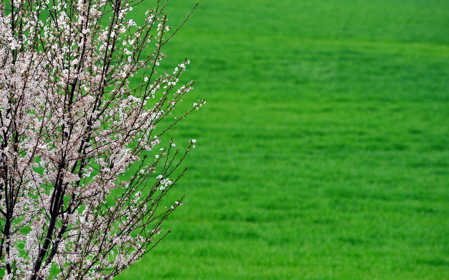 Nikon D3 sample photo. 15200538826.jpg photography