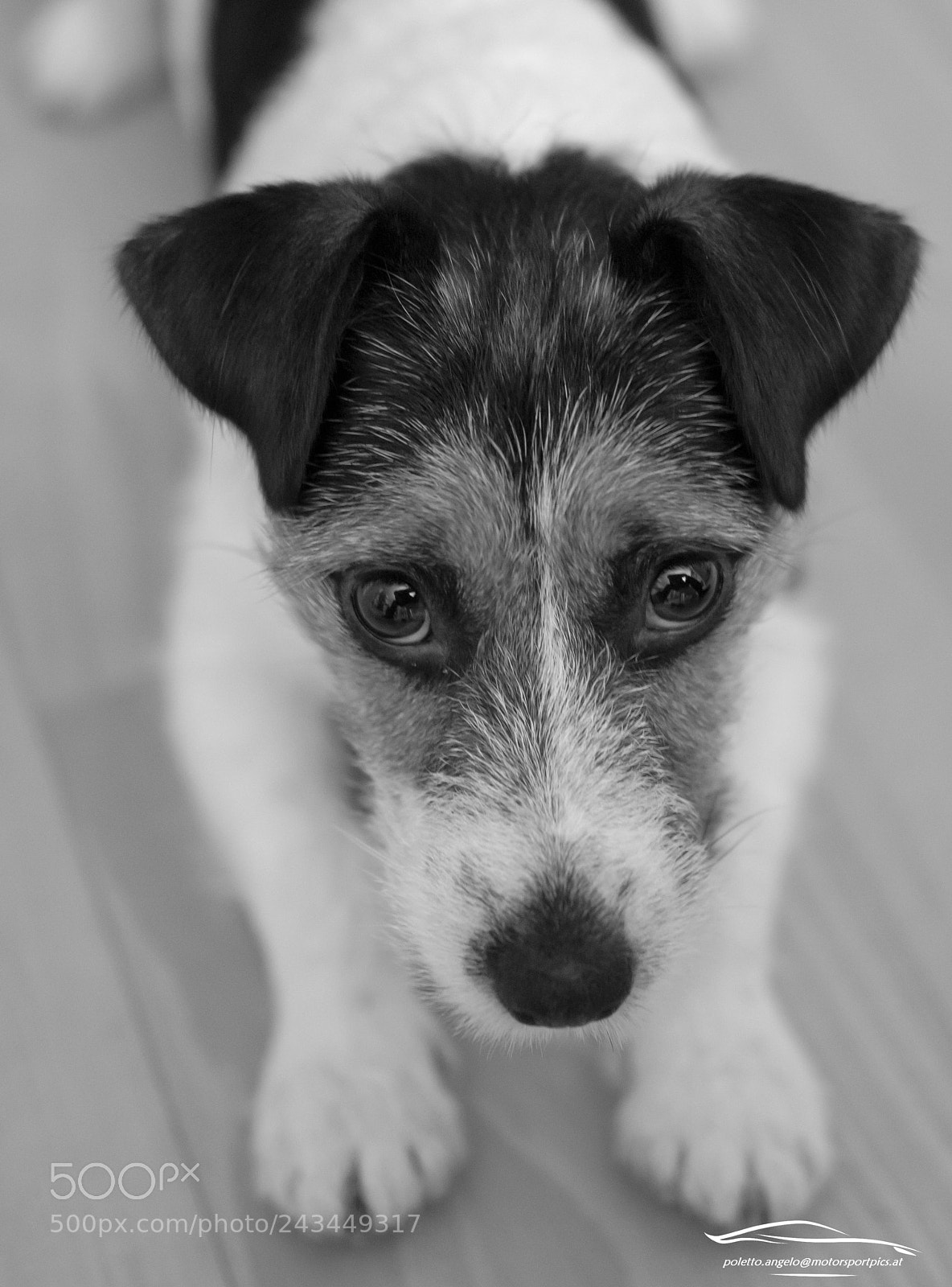 Nikon D500 sample photo. Molla l´osso !!! photography