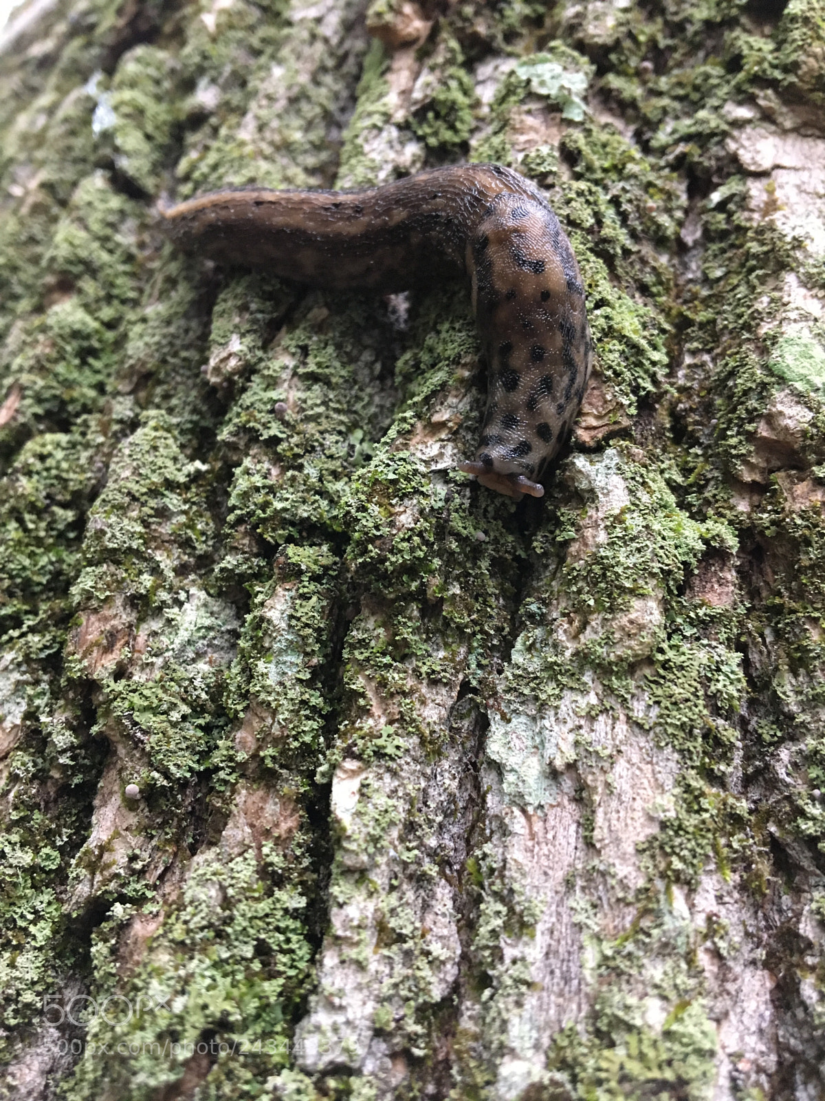 Apple iPhone 6s sample photo. A slug friend photography