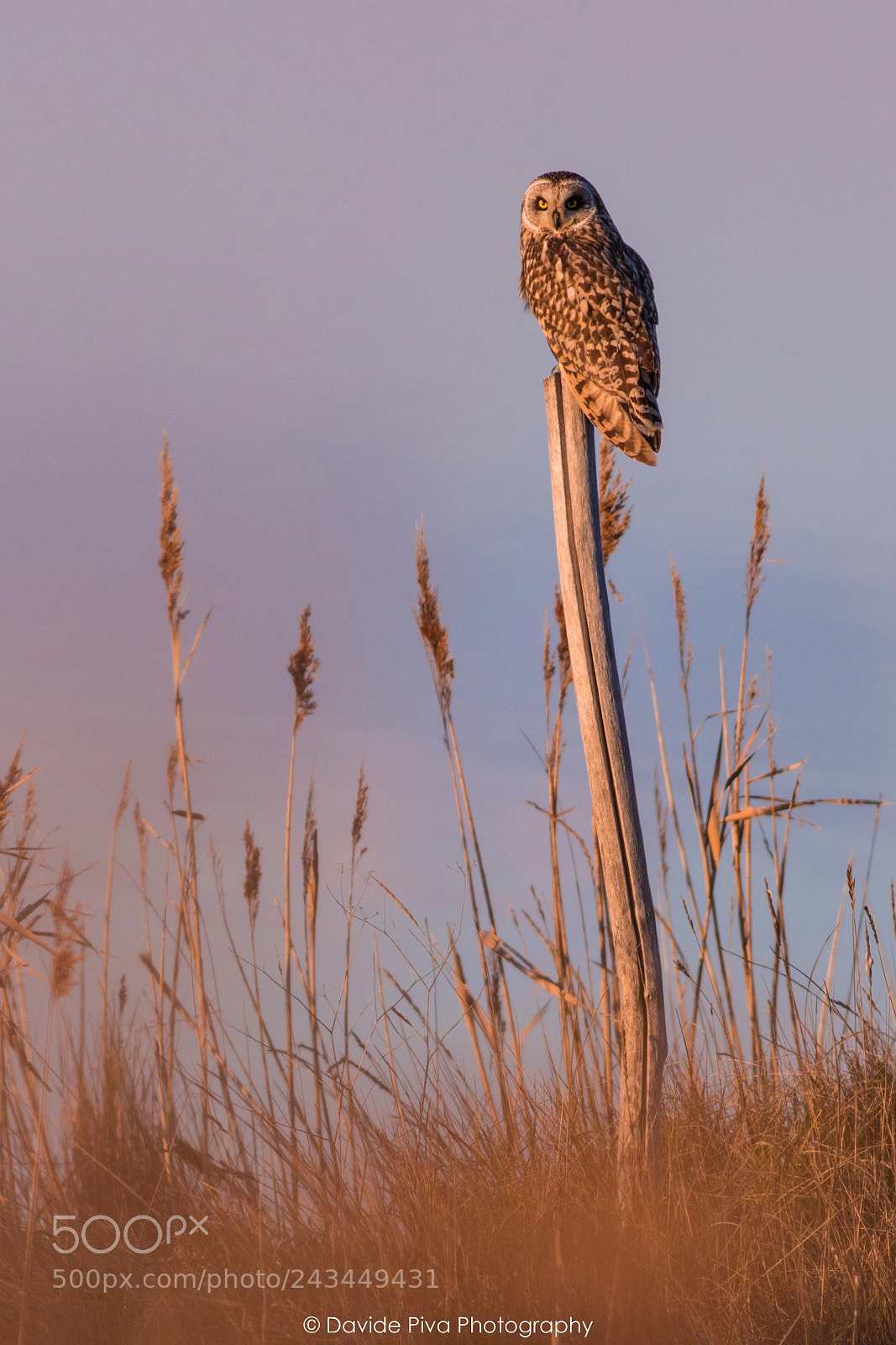 Canon EOS 7D Mark II sample photo. The swamps owl photography