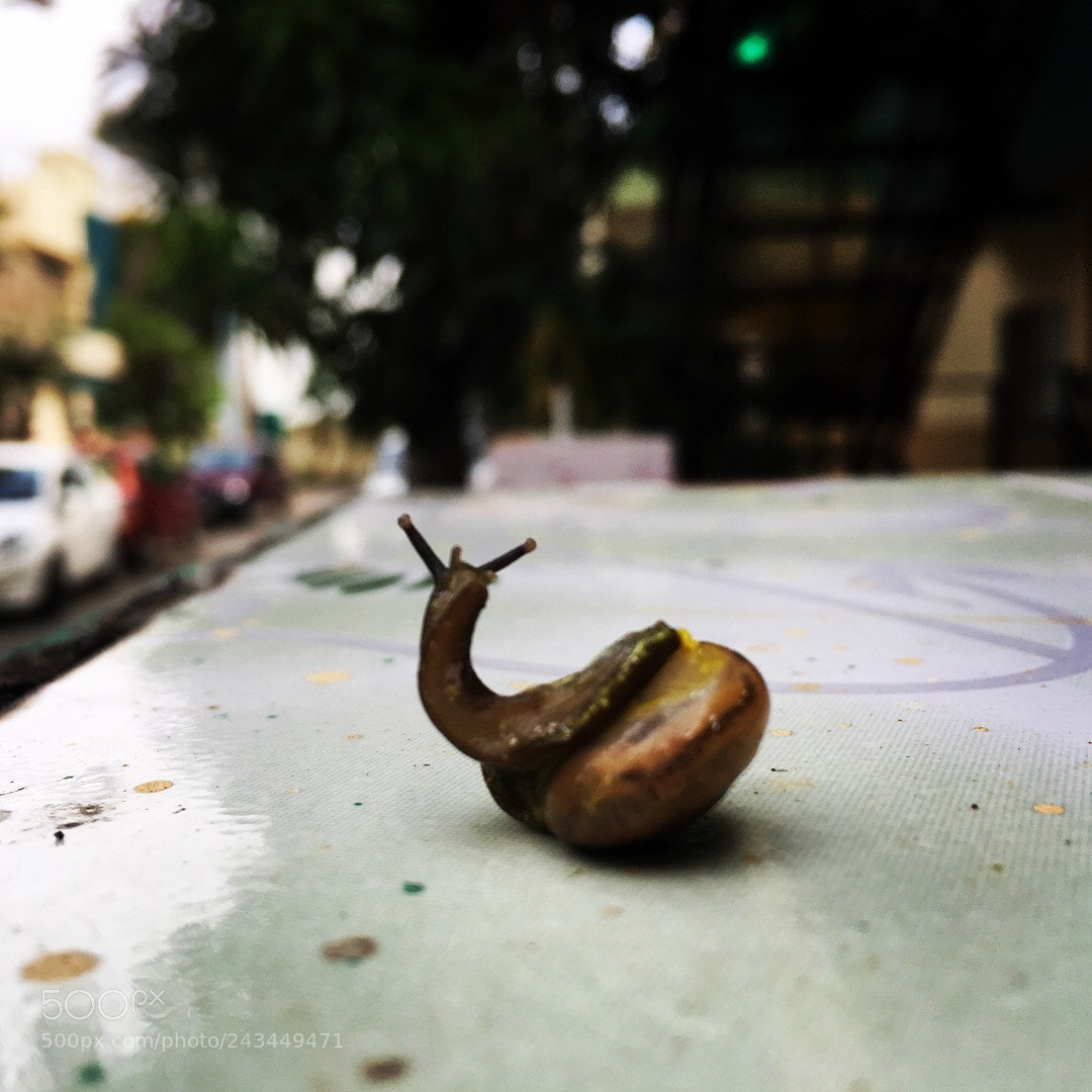 Apple iPhone 6s sample photo. Did someone called my photography
