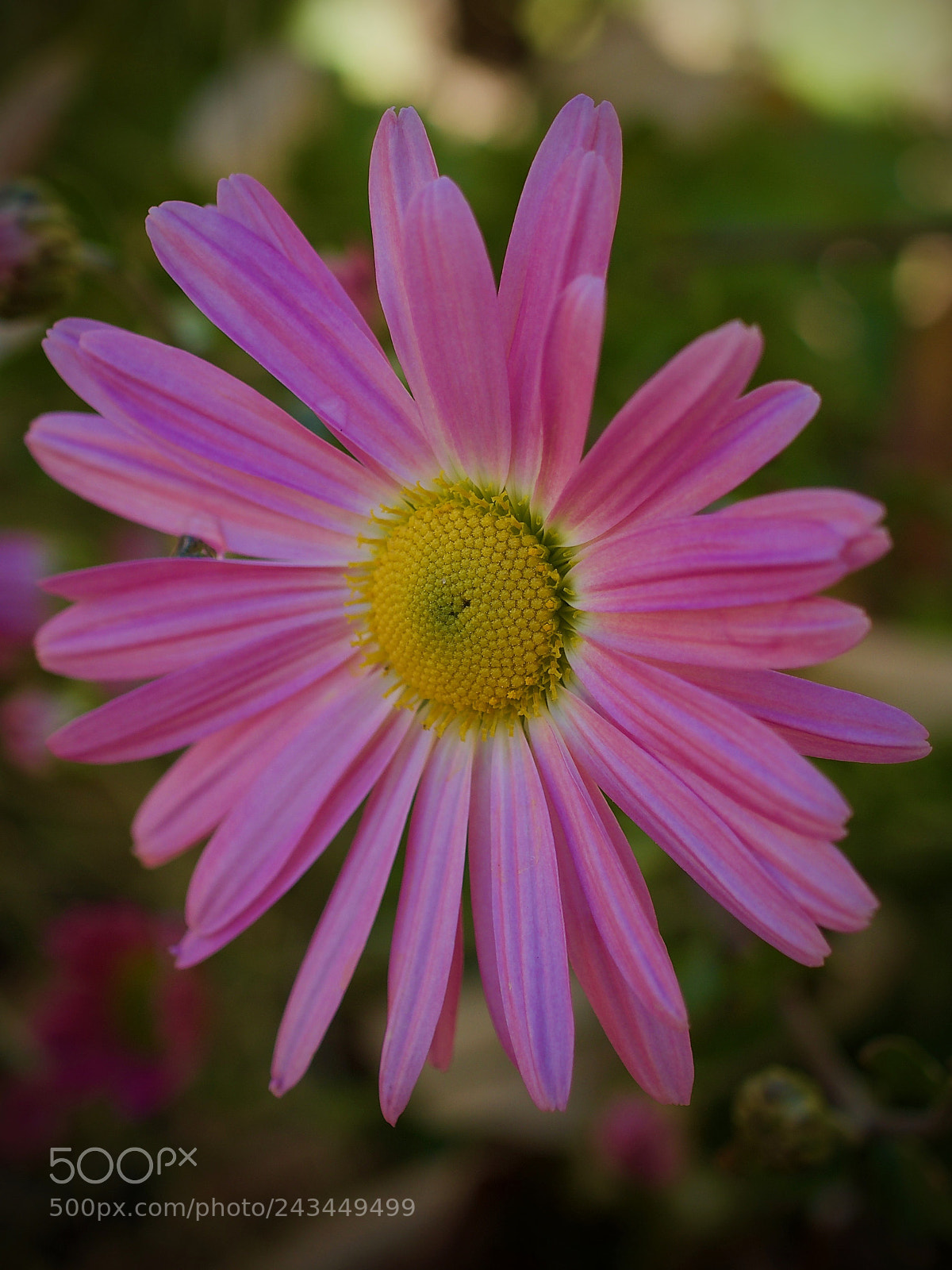 Olympus OM-D E-M5 II sample photo. Beauty in the shadows ... photography