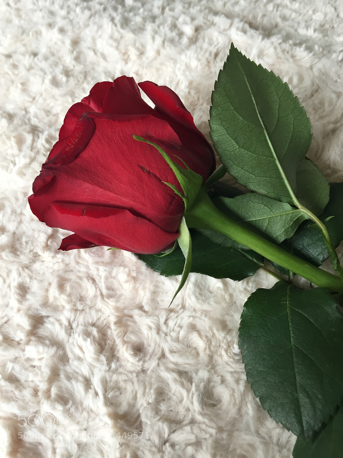 Apple iPhone 6 sample photo. A rose rose... how photography