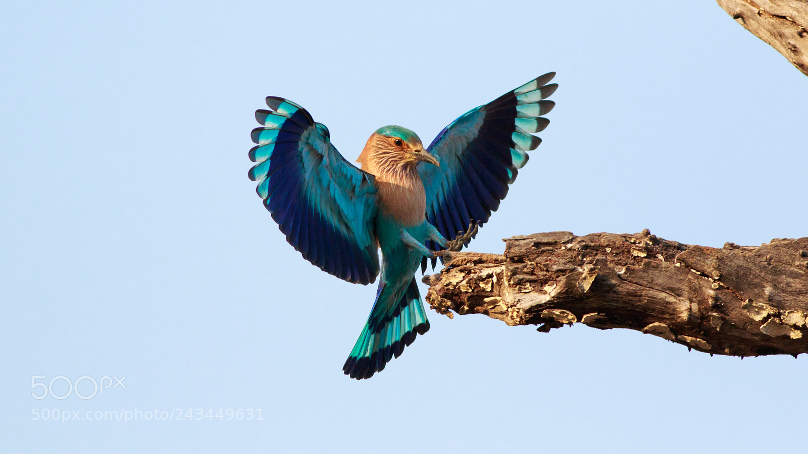 Canon EOS 7D Mark II sample photo. Indian roller photography