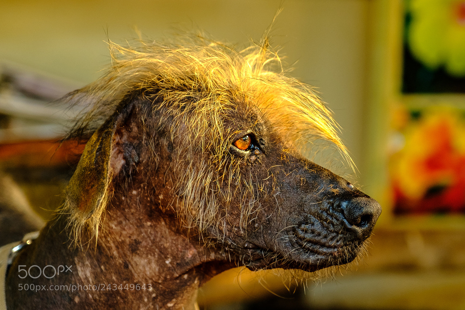Fujifilm X-T2 sample photo. Mexican dog photography