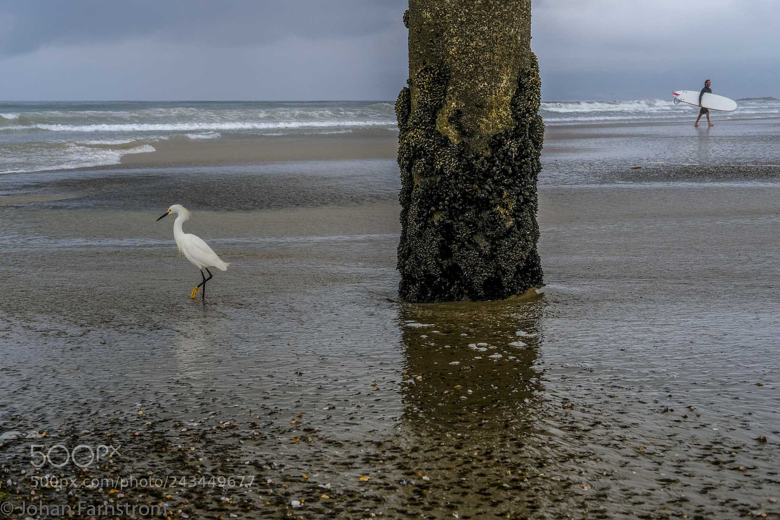 Fujifilm X-Pro2 sample photo. Bird and surfer photography
