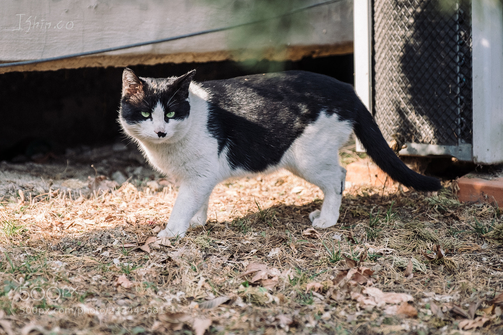 Fujifilm X-T2 sample photo. Cat photography
