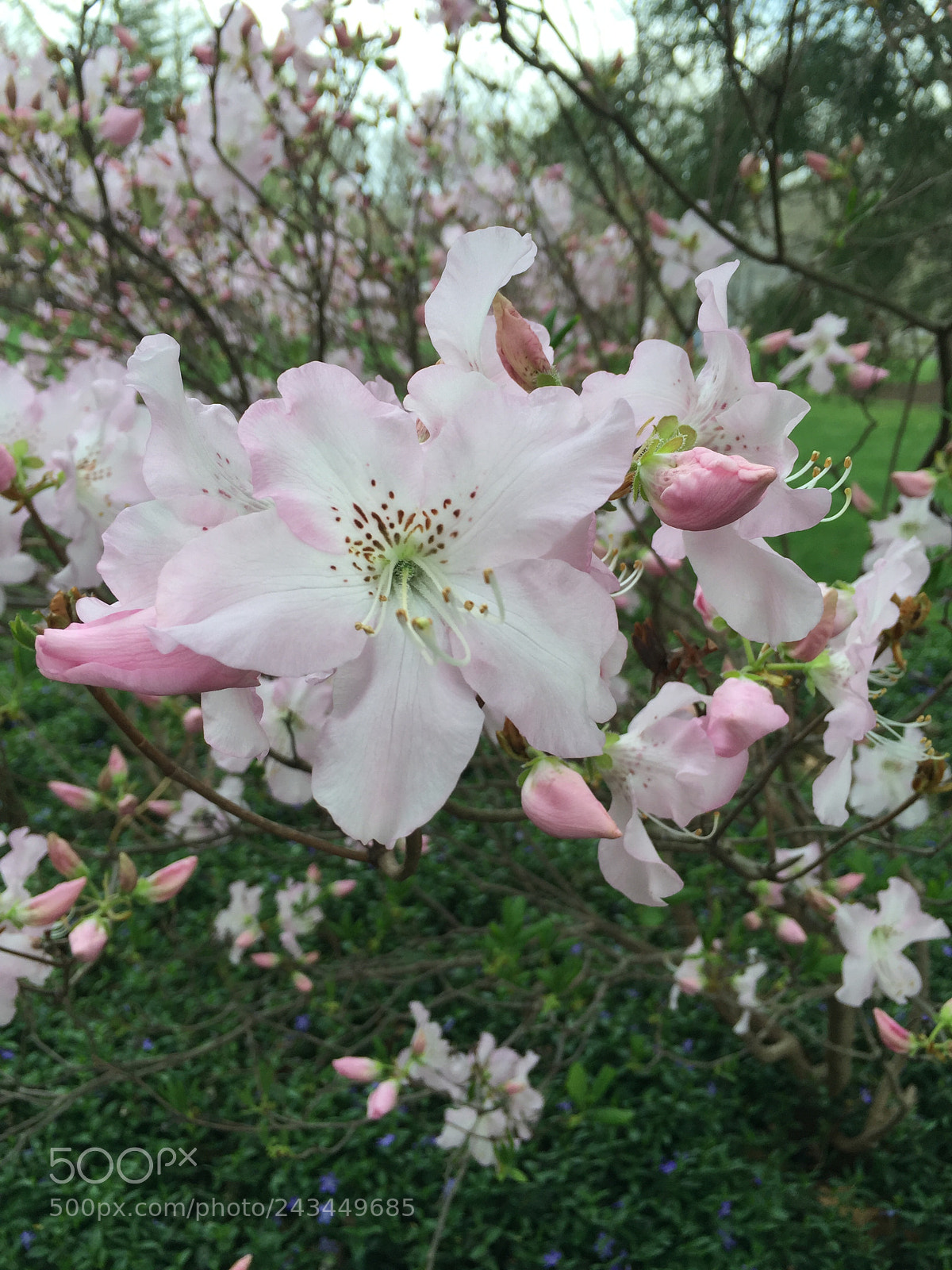 Apple iPhone 6 sample photo. Budding pink flowers photography