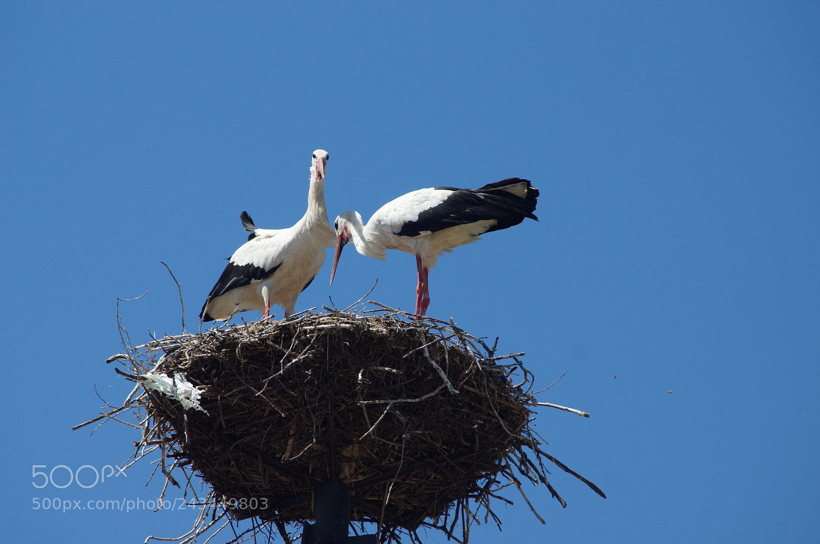 Sony SLT-A57 sample photo. Storks photography