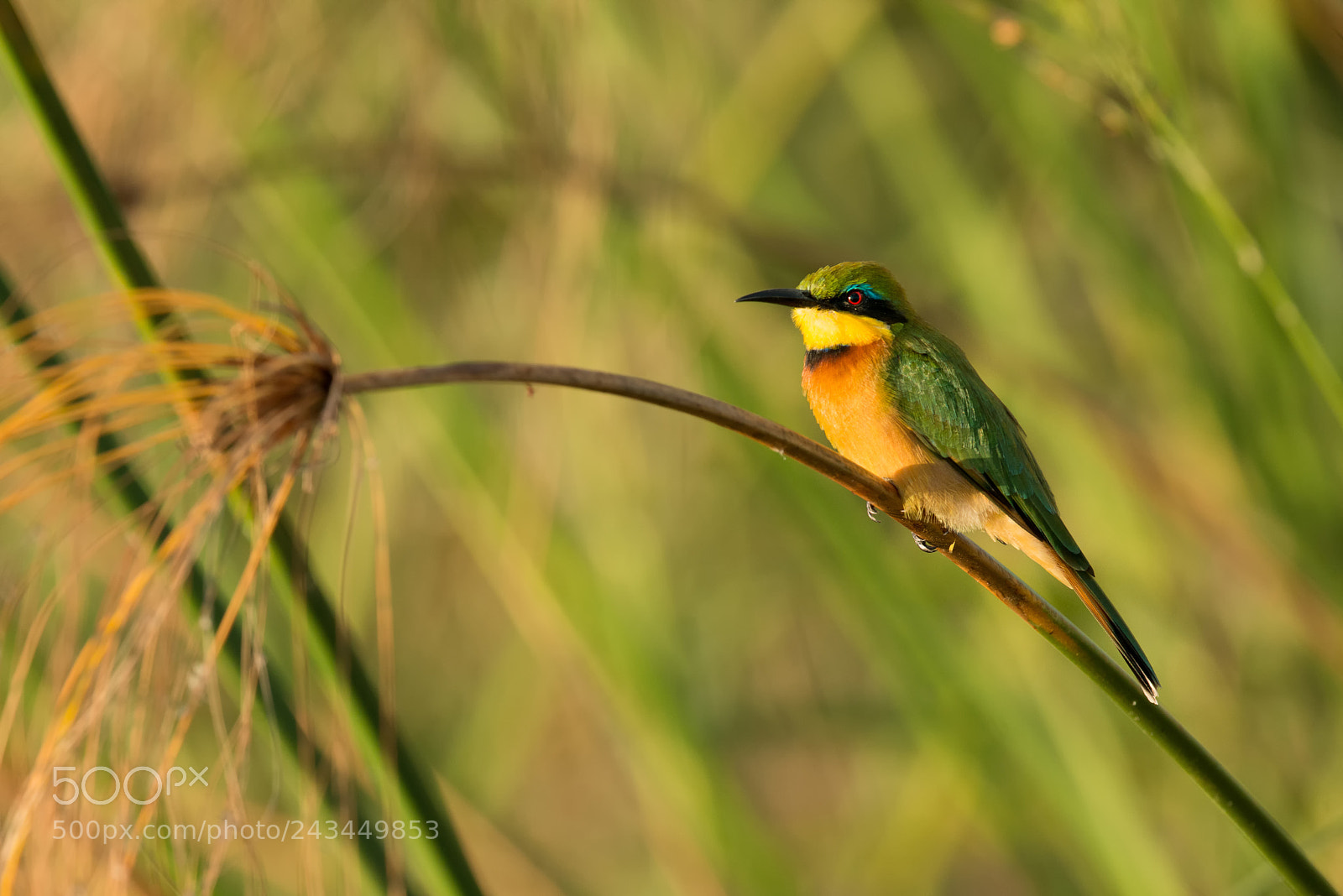 Nikon D800 sample photo. Bee-eater photography
