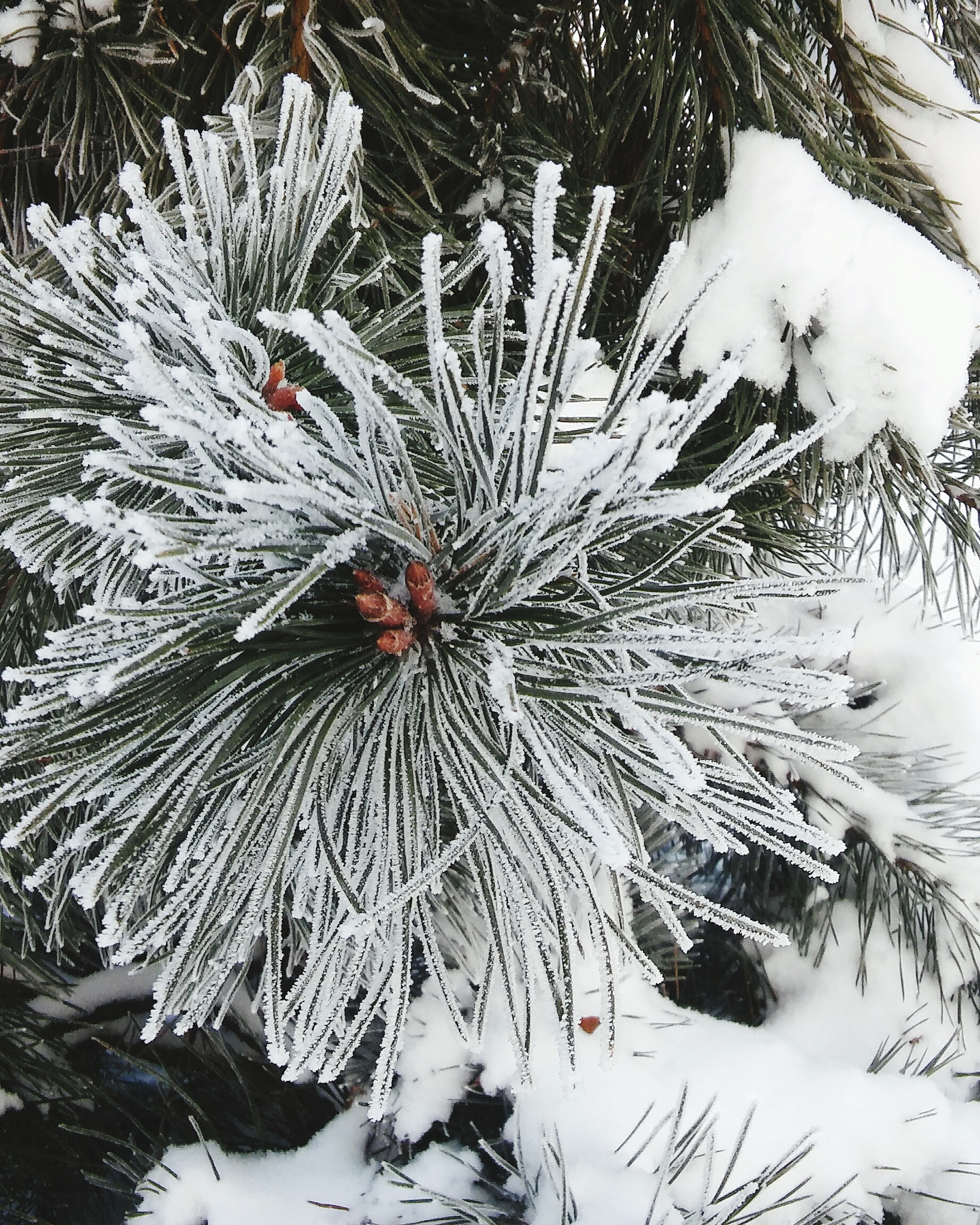 LG SPIRIT 4G LTE sample photo. Wintertime photography