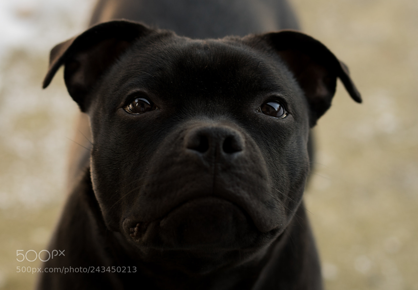 Sony a7 sample photo. Morzsa photography