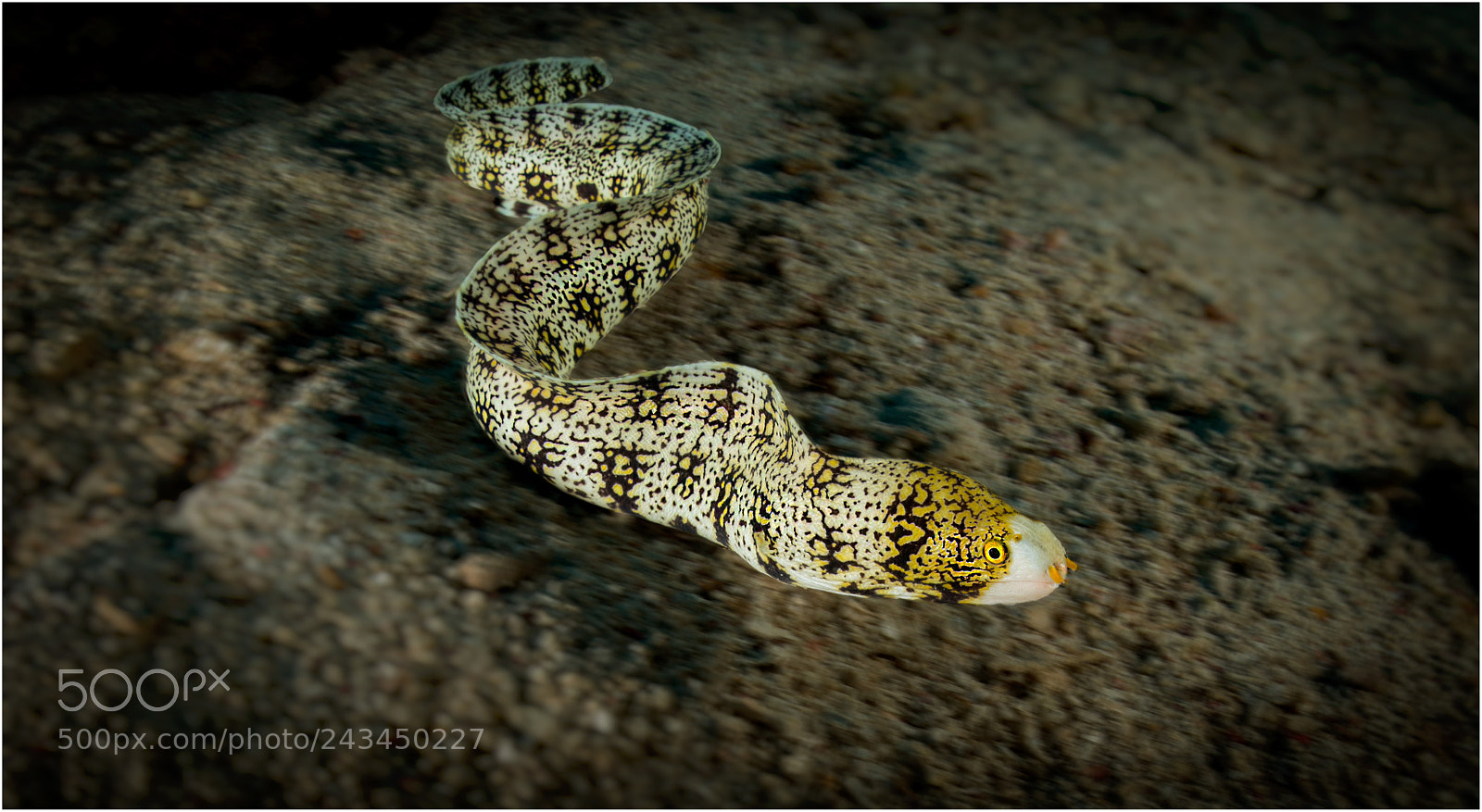 Nikon D800E sample photo. Full speed photography
