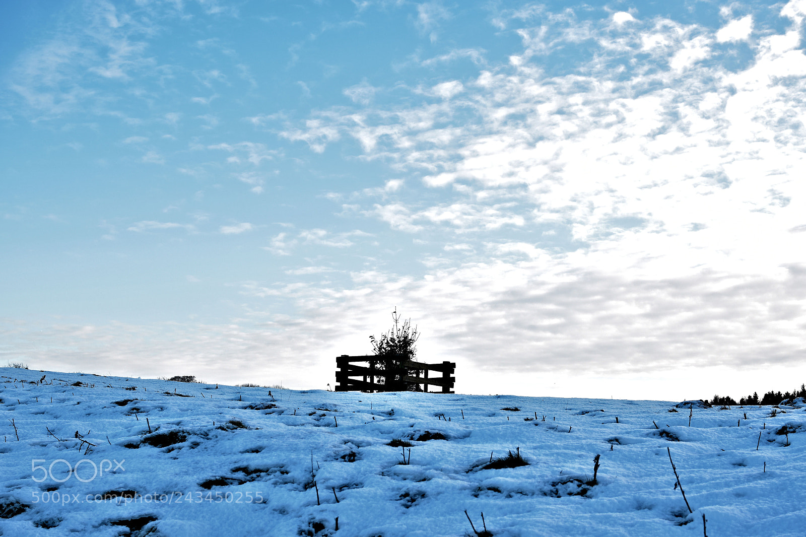 Nikon D5500 sample photo. Winter walk photography