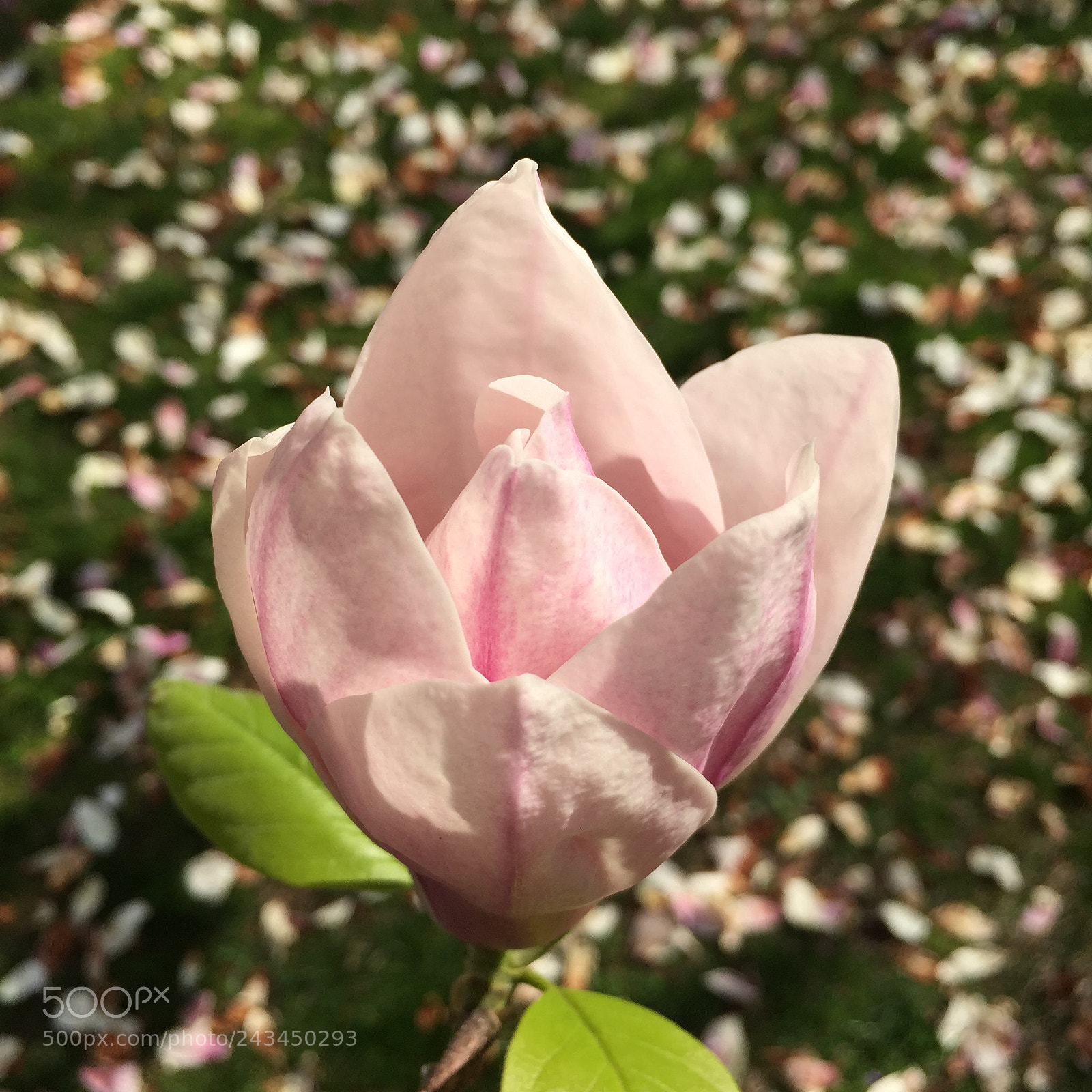 Apple iPhone 6 sample photo. Budding blossom closeup photography