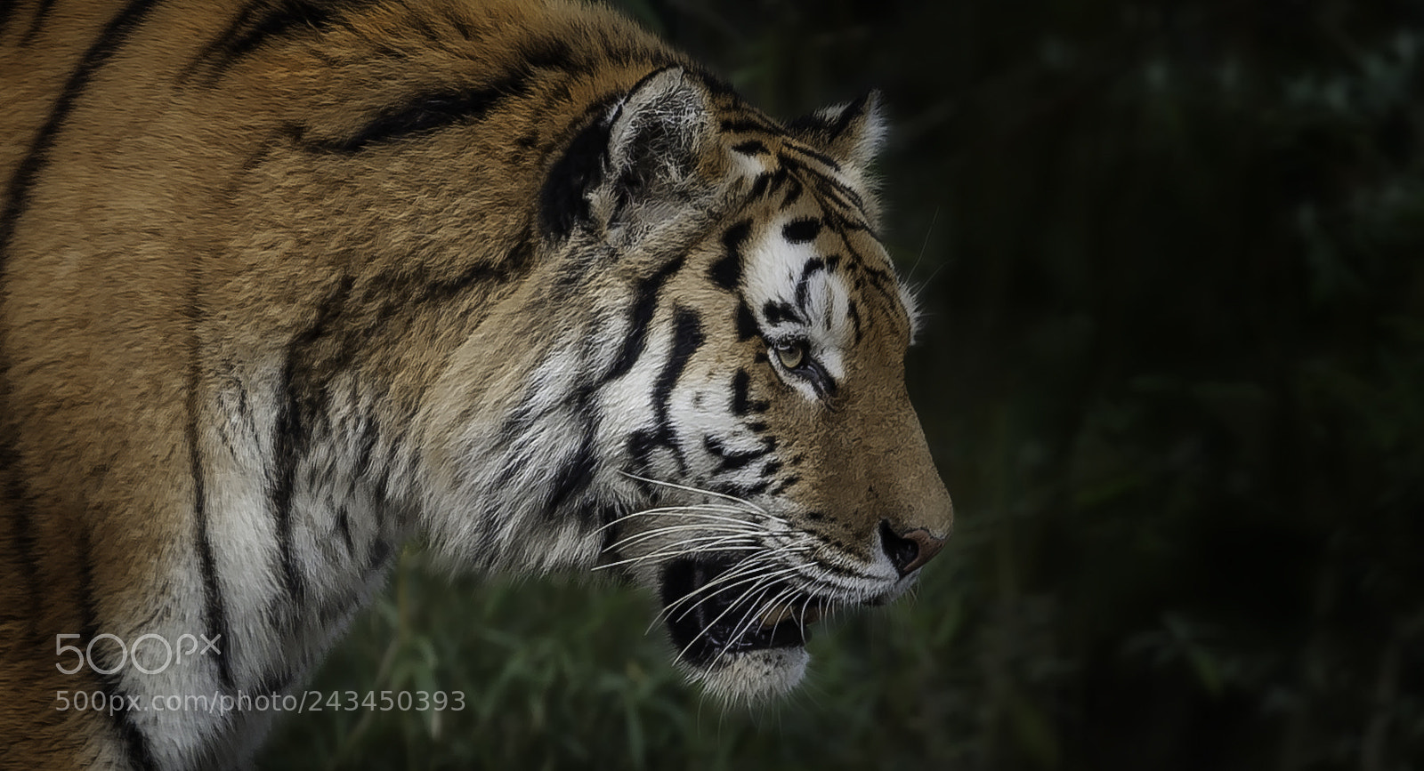Nikon D700 sample photo. "sibirian male" photography