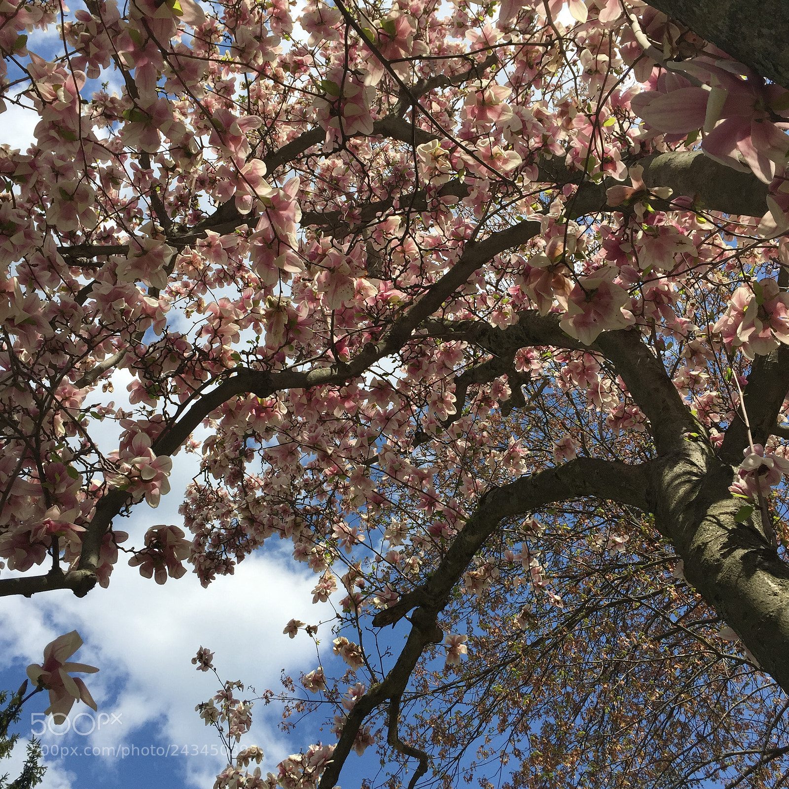 Apple iPhone 6 sample photo. Magnolia tree photography