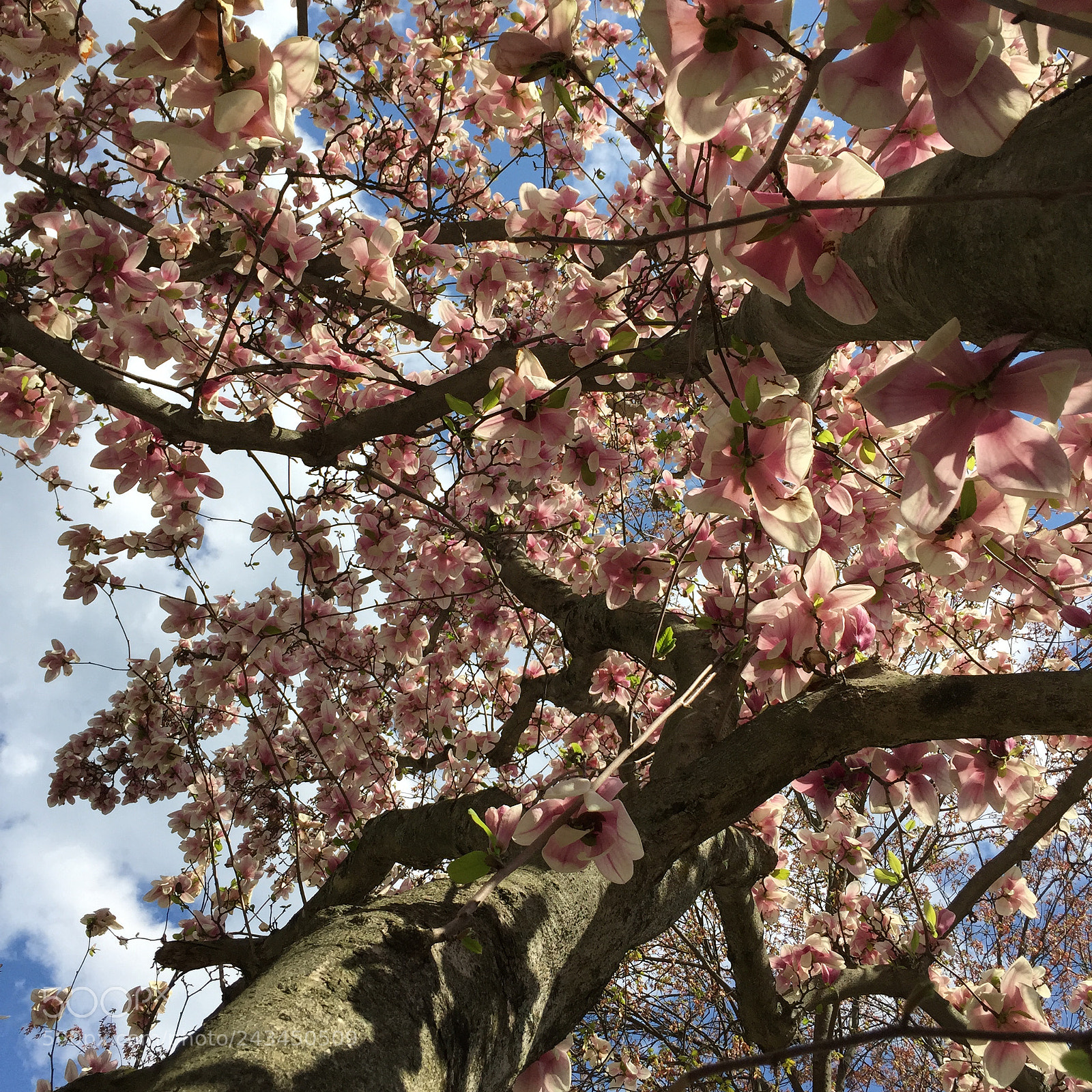 Apple iPhone 6 sample photo. Magnolia tree photography
