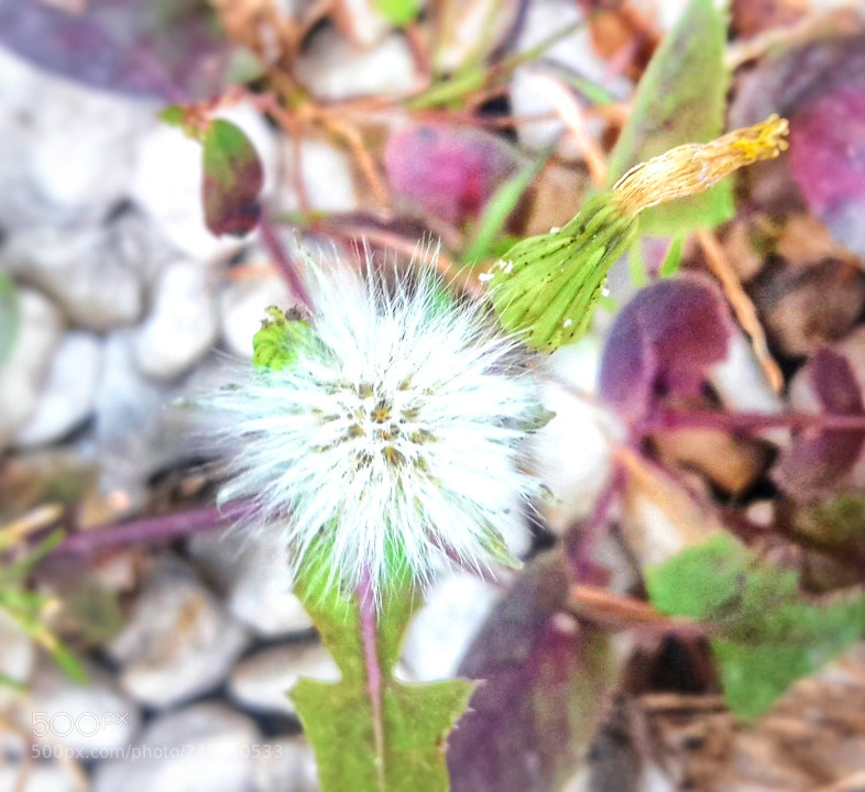 Samsung Galaxy S5 Mini sample photo. Dandelions or wishs photography