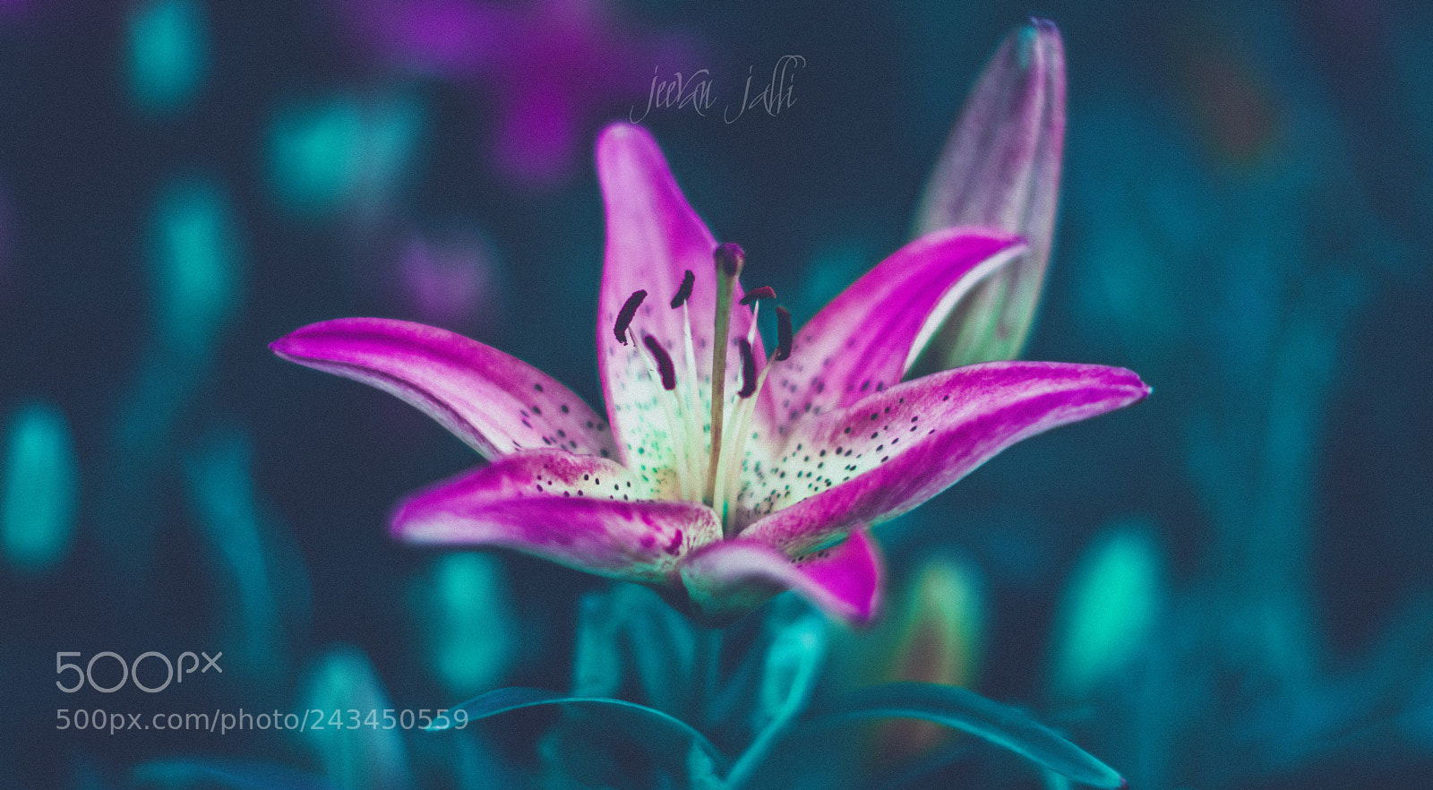 Nikon D3400 sample photo. Pink photography