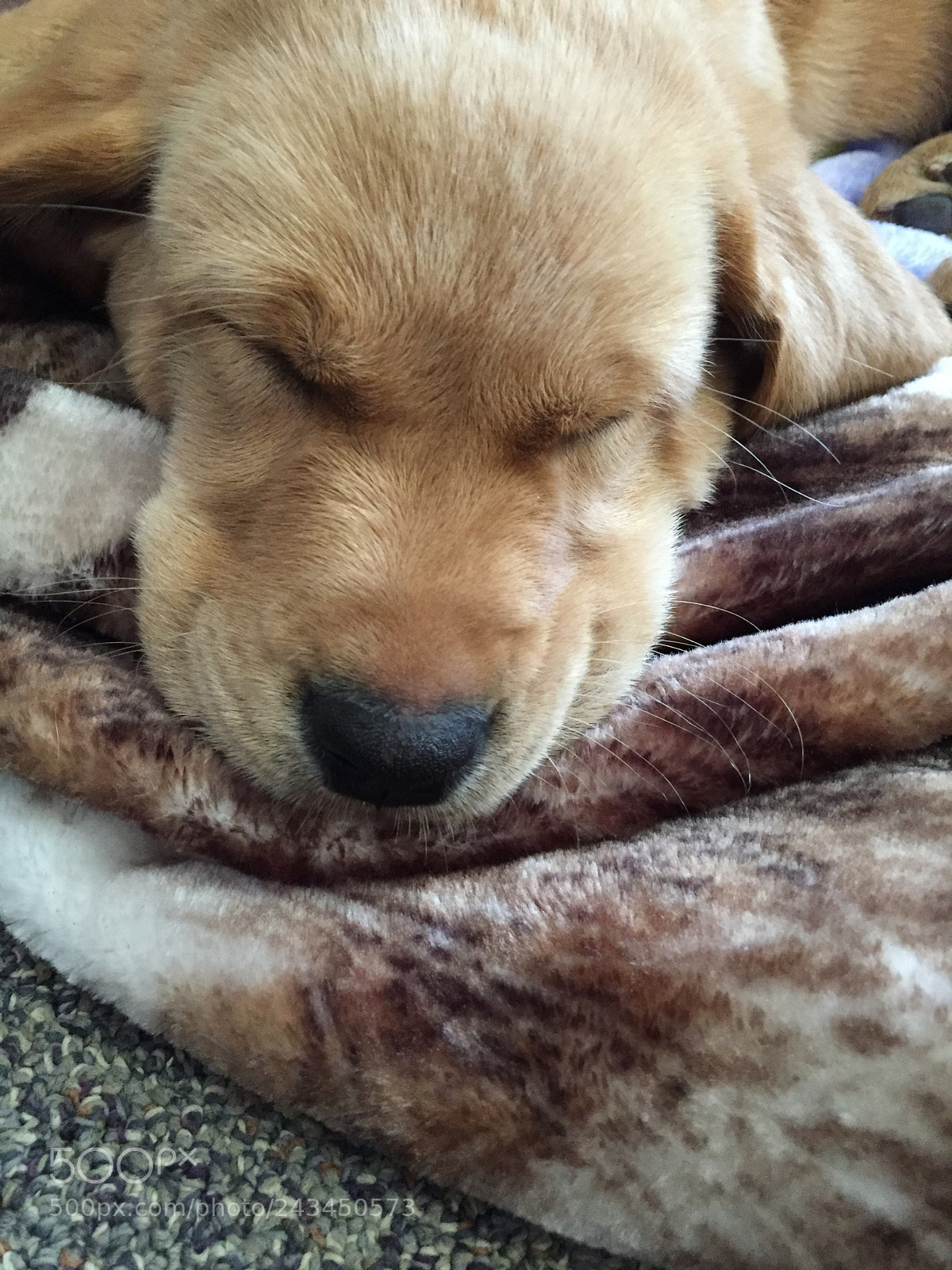 Apple iPhone 6 sample photo. Sleepy puppy photography