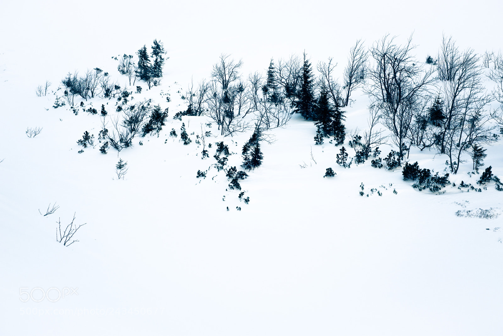 Nikon D610 sample photo. Trees photography