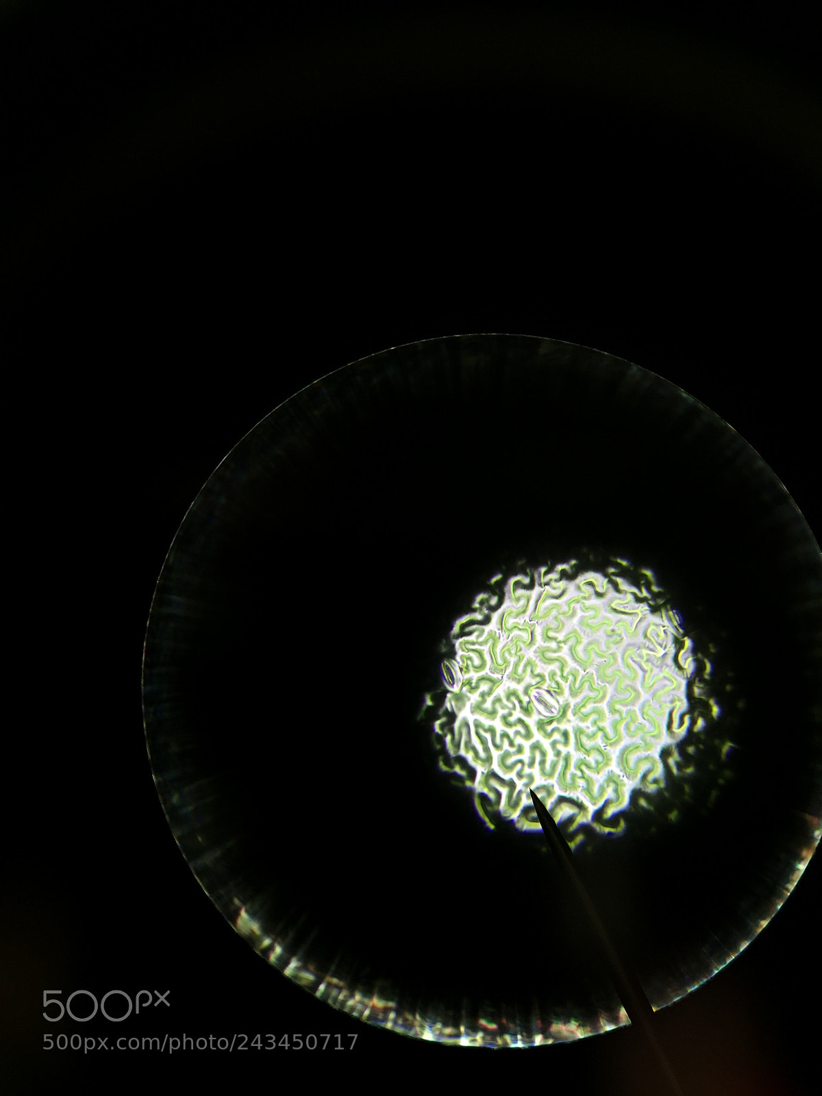Apple iPhone 6 sample photo. Leaf under microscope photography