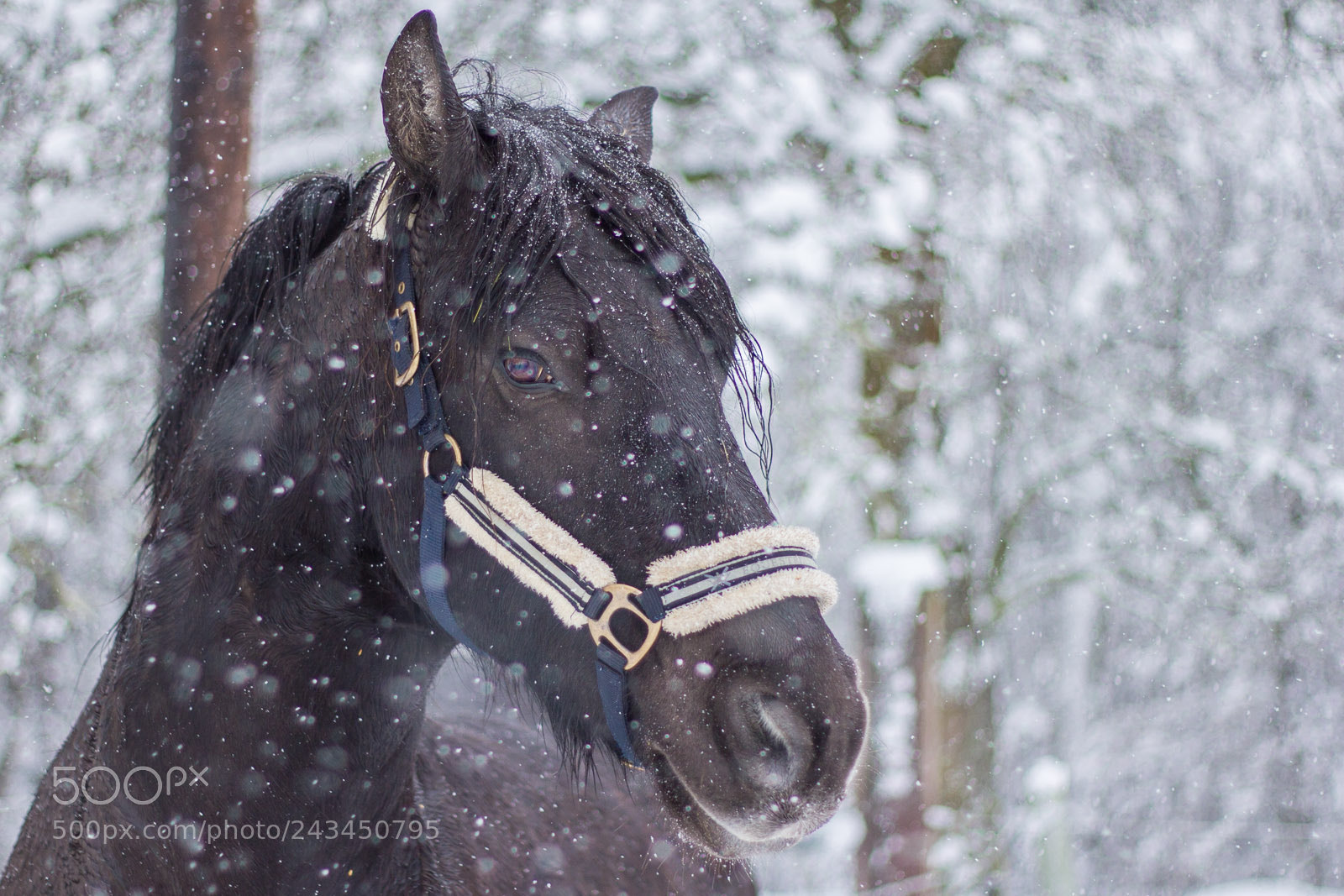 Canon EOS 550D (EOS Rebel T2i / EOS Kiss X4) sample photo. Beautiful moses photography