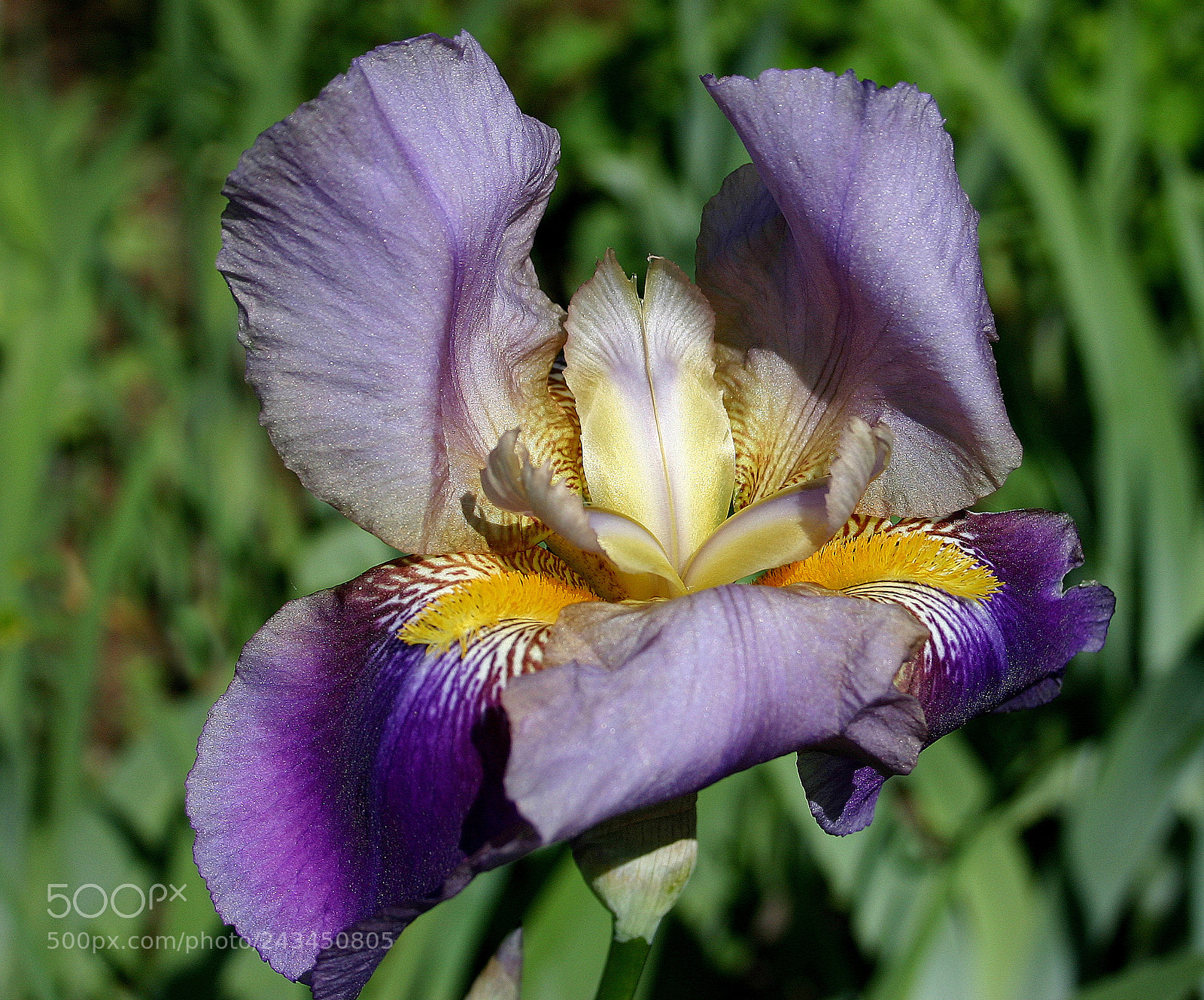 Canon EOS 300D (EOS Digital Rebel / EOS Kiss Digital) sample photo. The iris up close photography