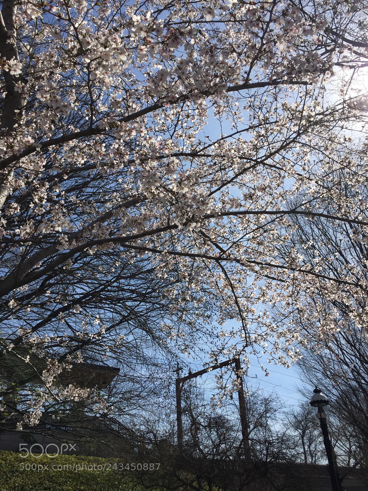 Apple iPhone 6 sample photo. Trees in bloom photography