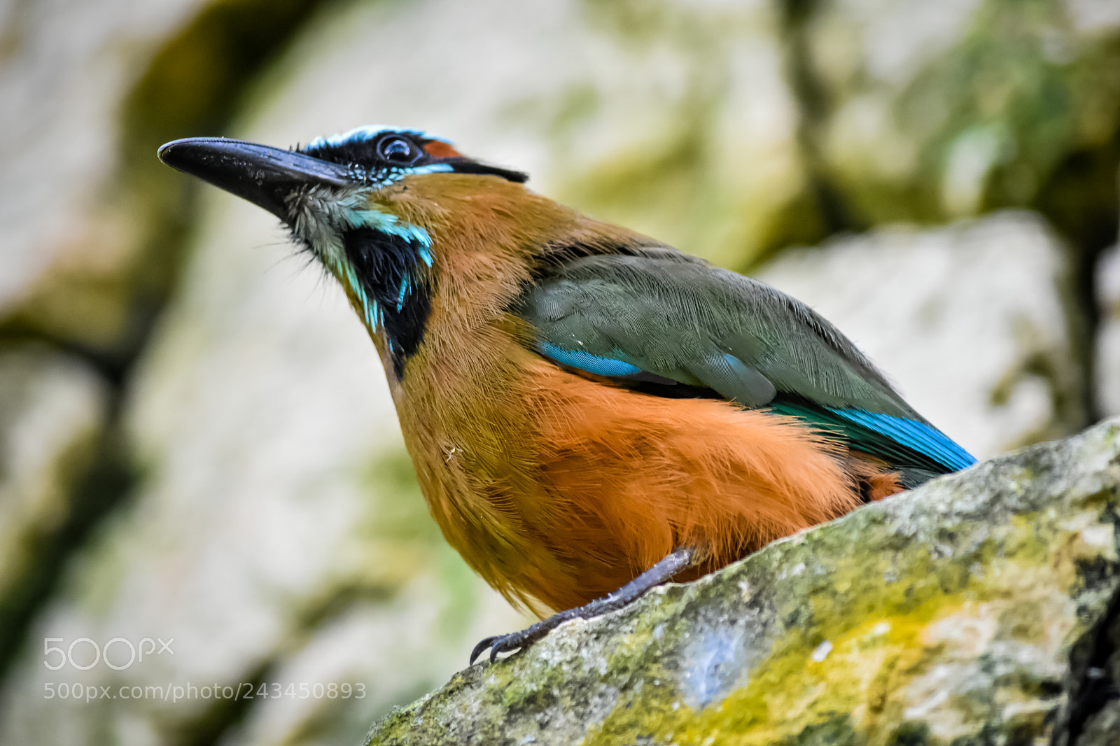 Nikon D7200 sample photo. Bird photography