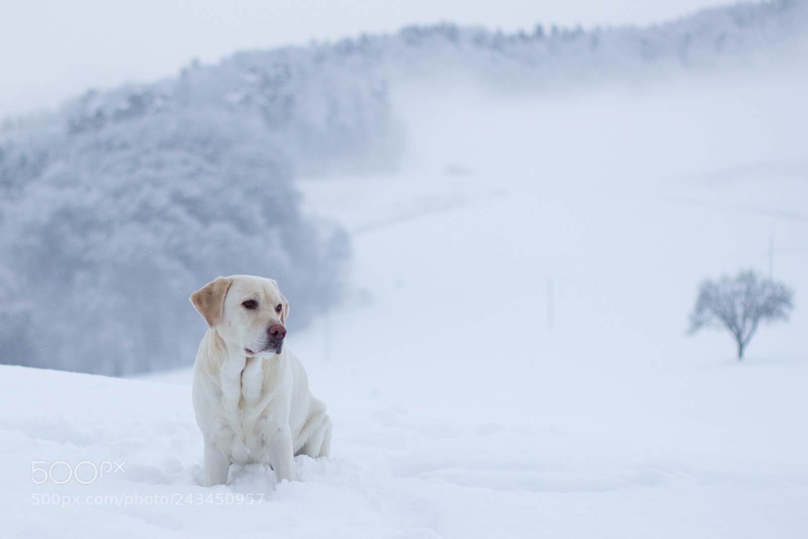 Canon EOS 550D (EOS Rebel T2i / EOS Kiss X4) sample photo. Ronny in the winter photography