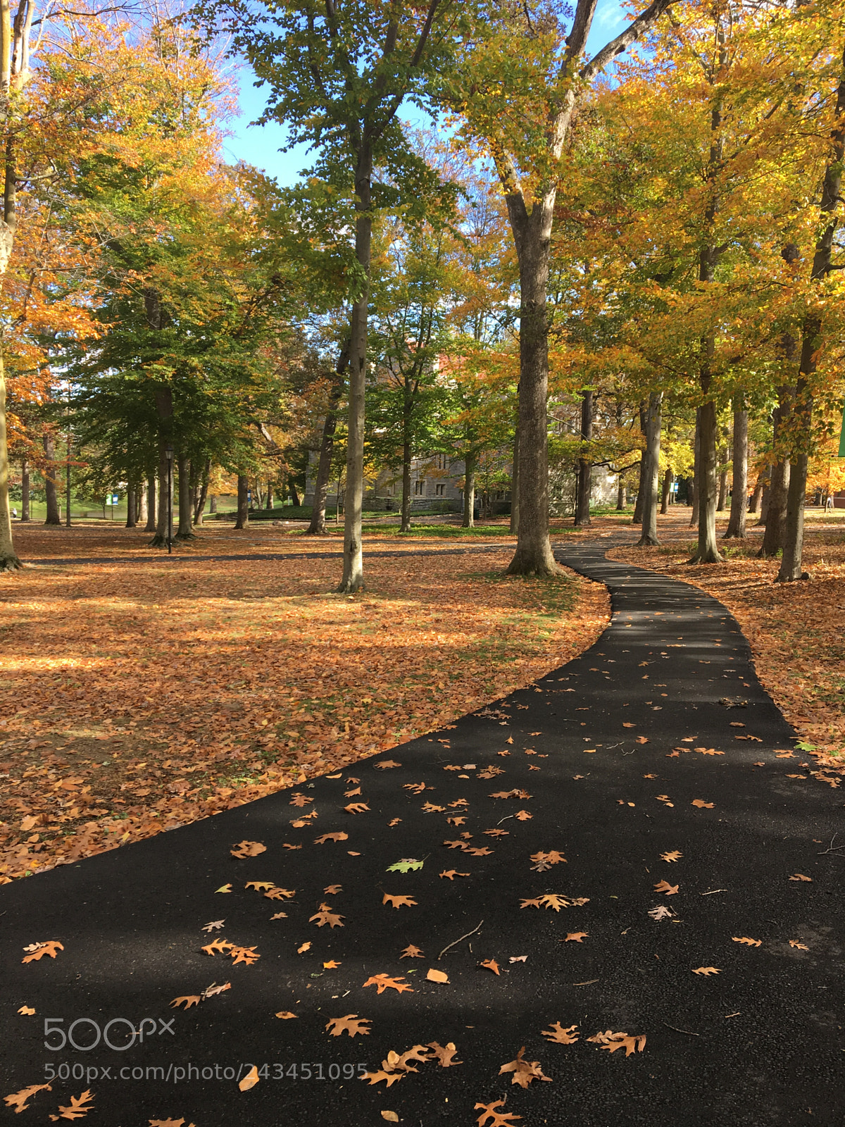 Apple iPhone 6s sample photo. Fall foliage photography