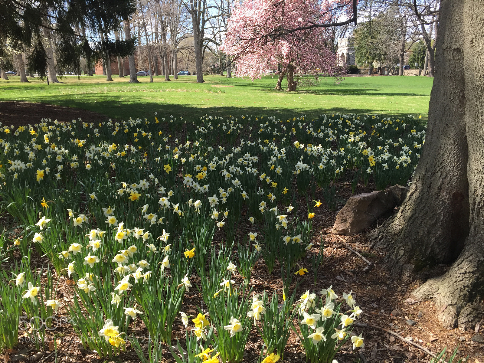 Apple iPhone 6 sample photo. Daffodils in spring photography