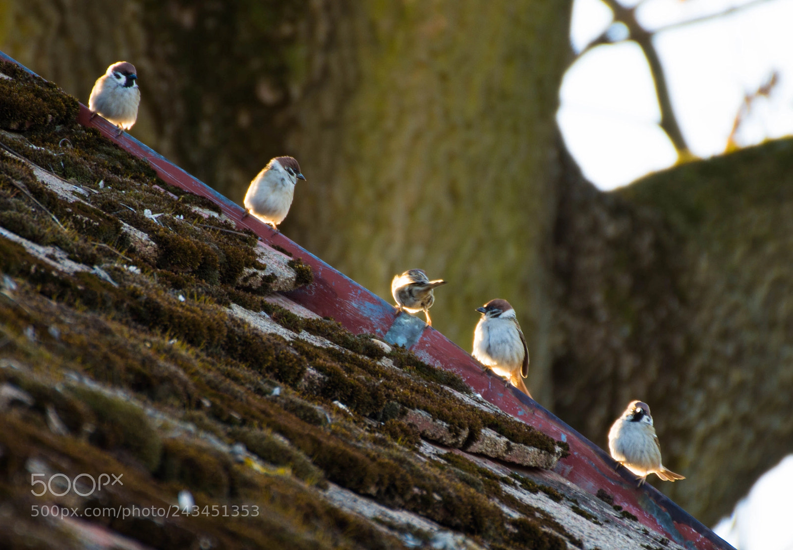 Nikon D7200 sample photo. A morning sunbath photography
