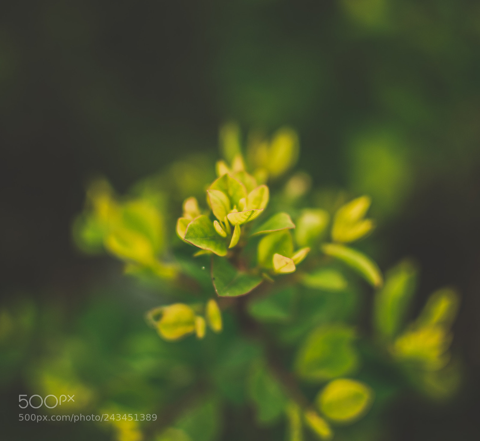 Nikon D3400 sample photo. Flower photography