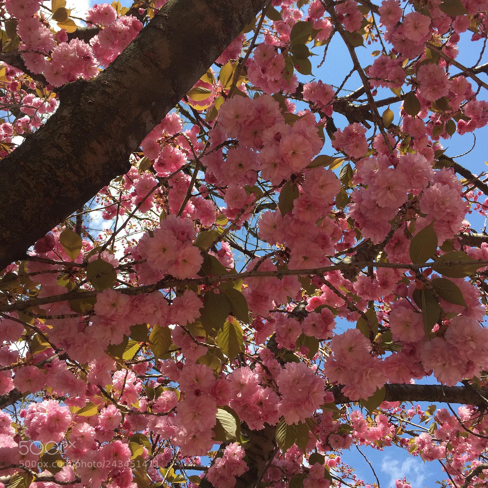 Apple iPhone 6 sample photo. Pink blossoms photography