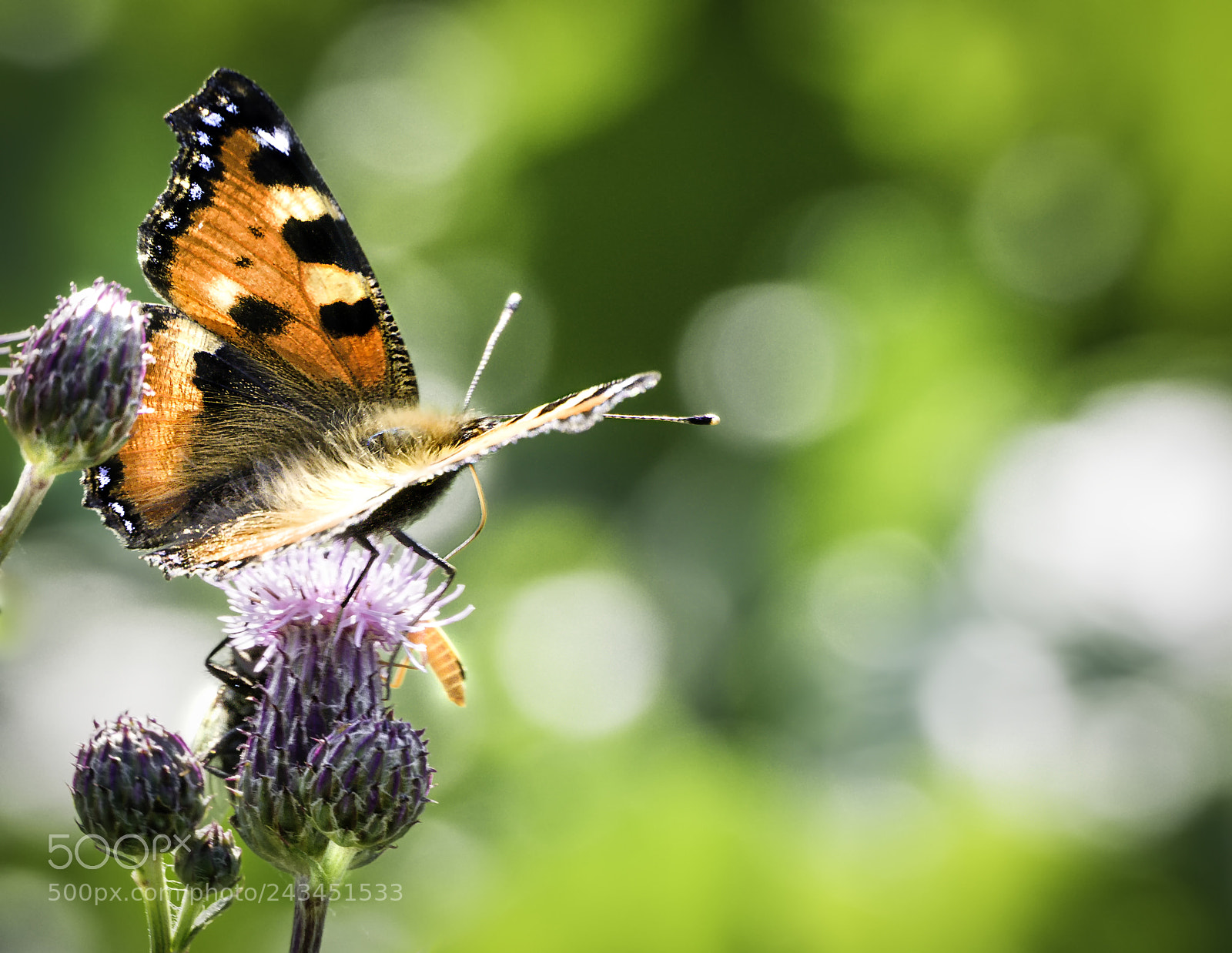Panasonic DMC-G81 sample photo. "butterfly!" photography