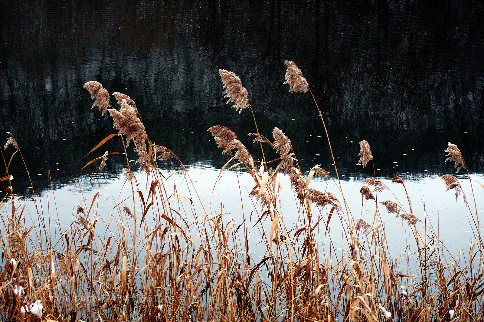 Olympus PEN E-PL6 sample photo. Reeds by the river photography