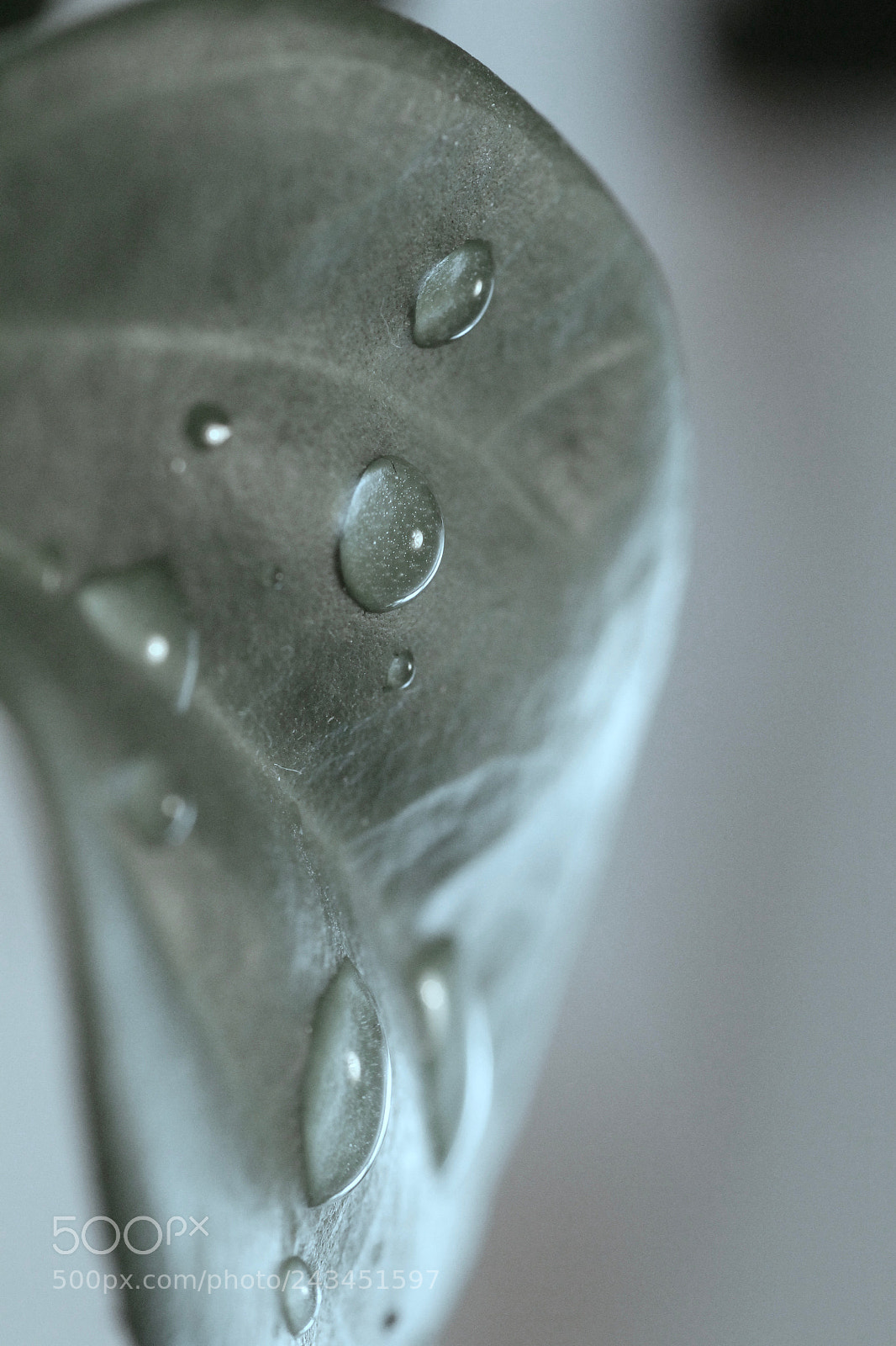 Canon EOS 1100D (EOS Rebel T3 / EOS Kiss X50) sample photo. Leaf drops photography