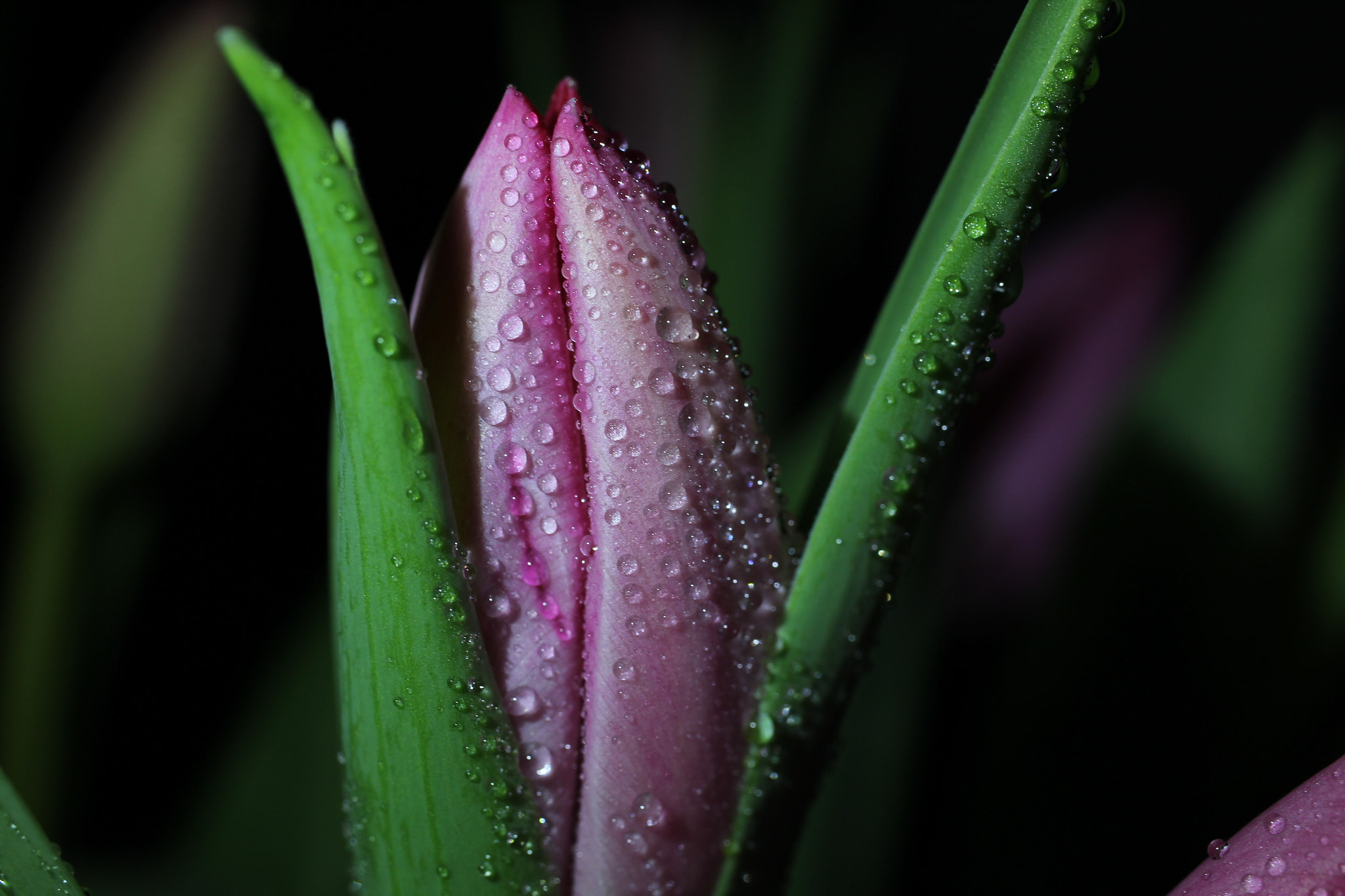 Canon EF-S 35mm F2.8 Macro IS STM sample photo. Tulip with drops photography