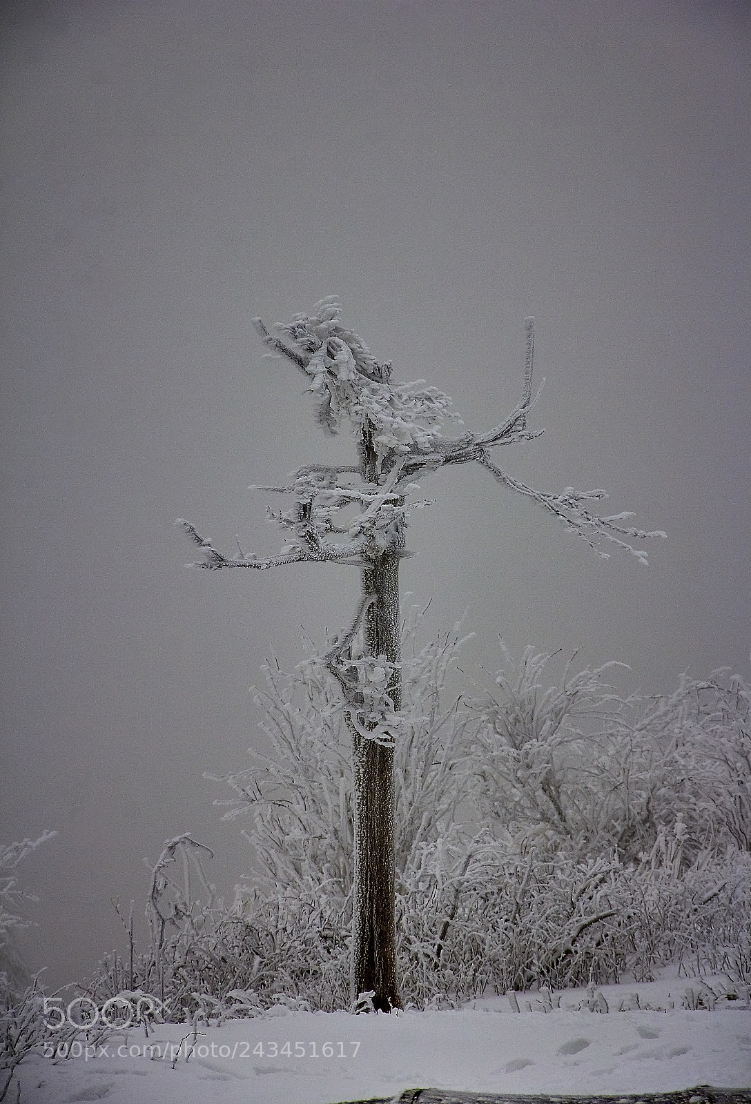 Canon EOS 60D sample photo. Everything is frozen photography
