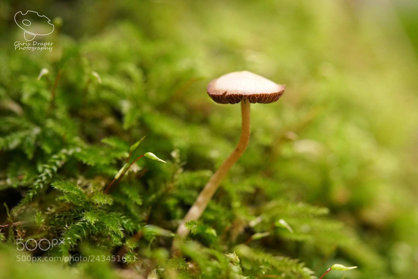 Sony ILCA-77M2 sample photo. Moss & mushroom photography