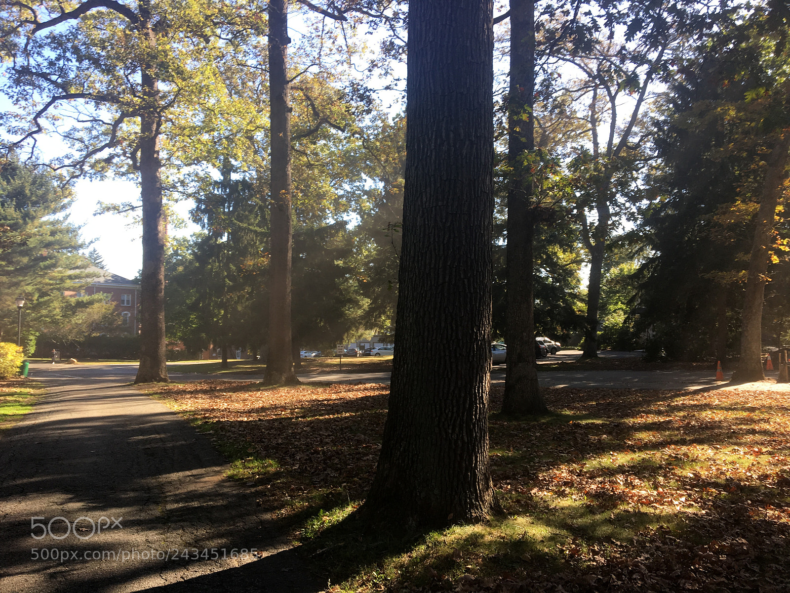 Apple iPhone 6s sample photo. Sunlit forest photography