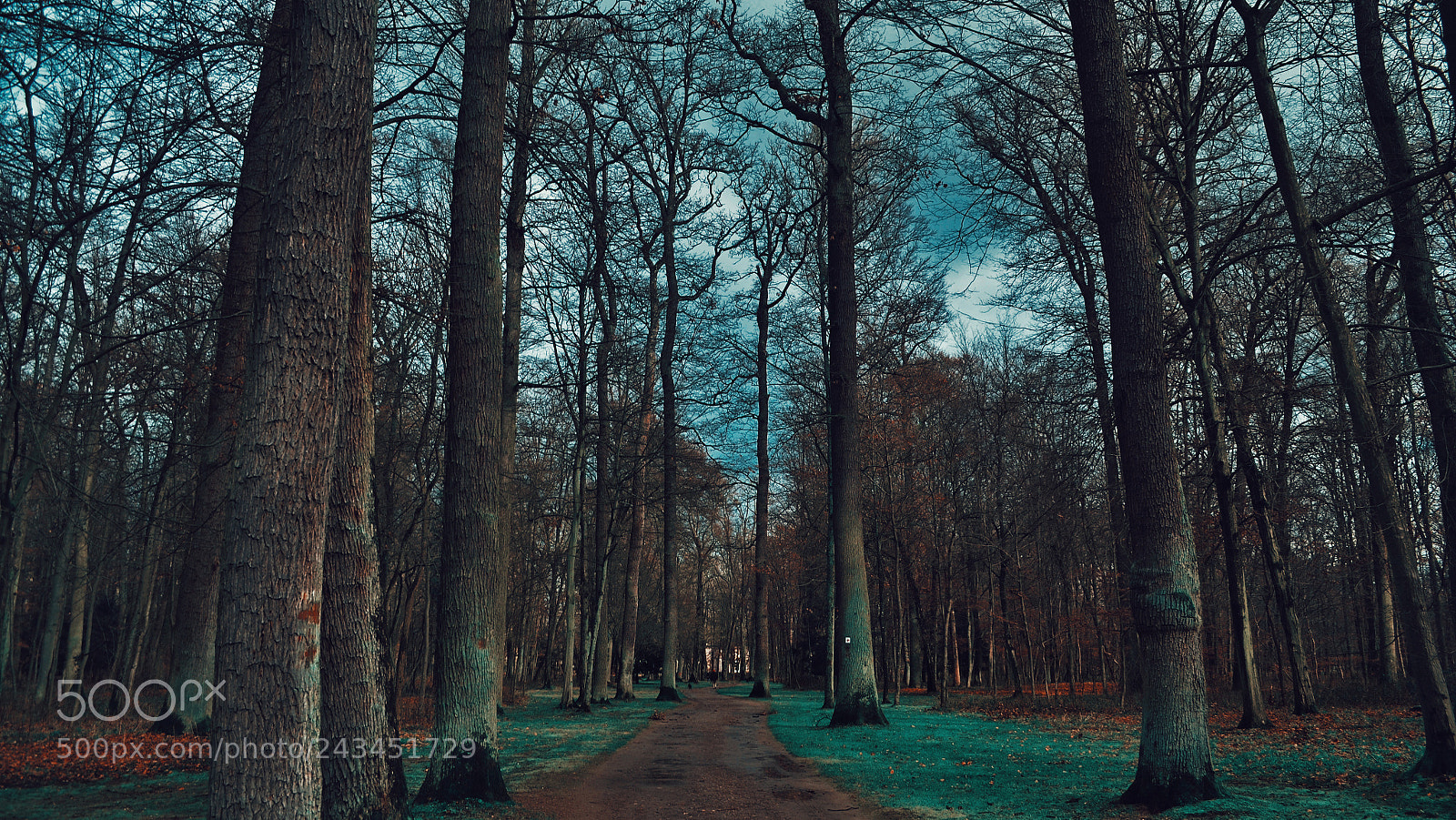 Nikon D5100 sample photo. Untitled photography